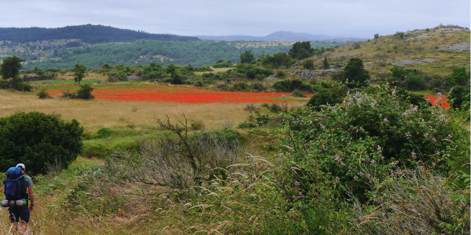 randonneur-et-champ-de-coquelicots-chemin-saint-guilhem