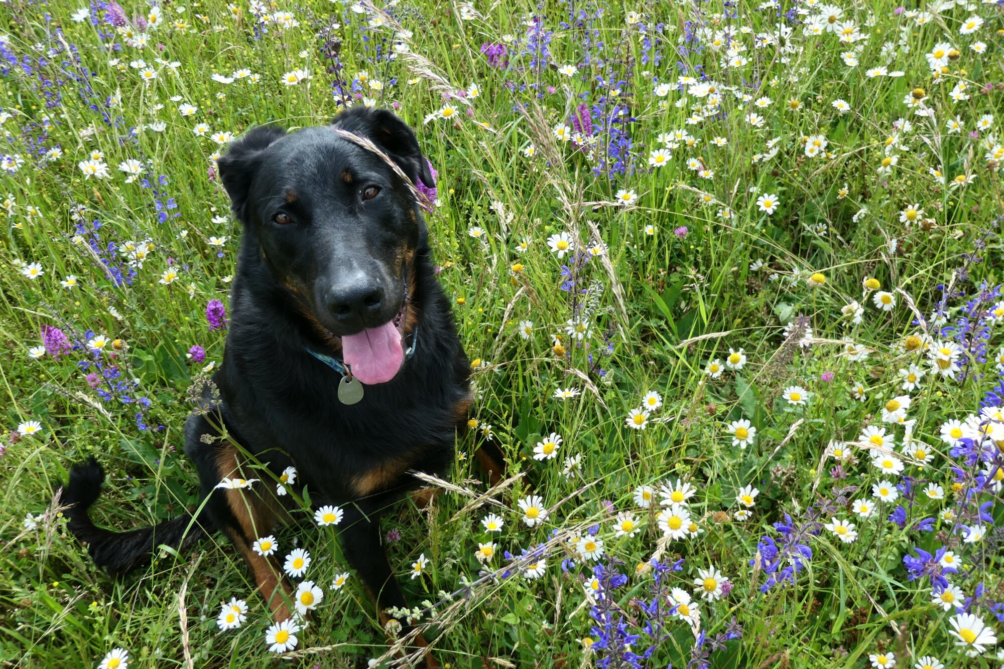 Beauceron assis dans un champ de fleurs