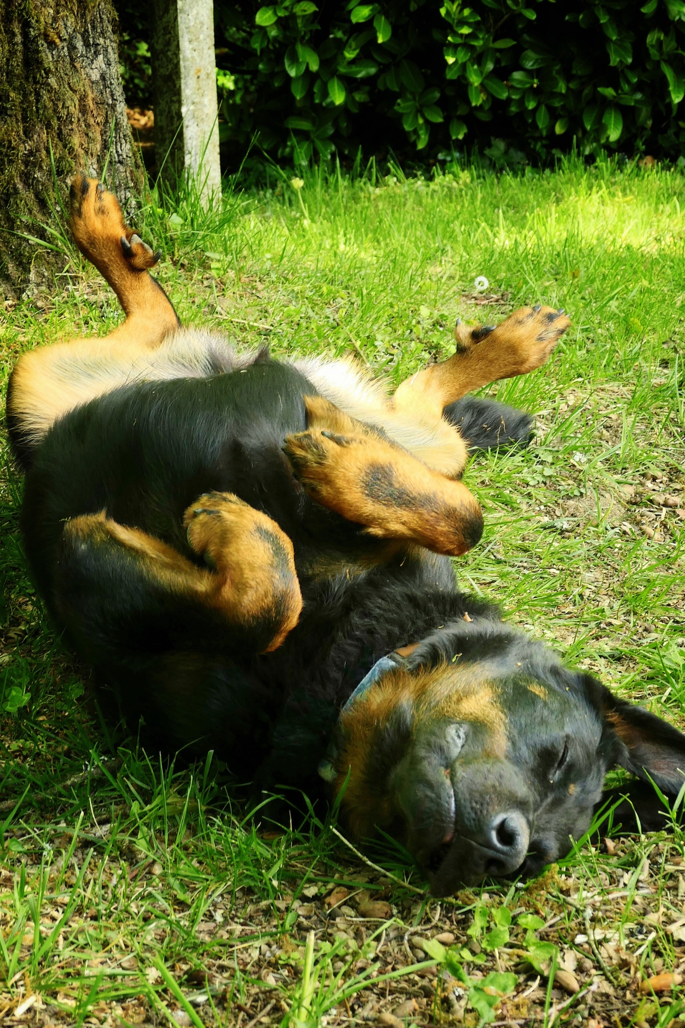 Beauceron allongé sur le dos dans l’herbe, moment de détente