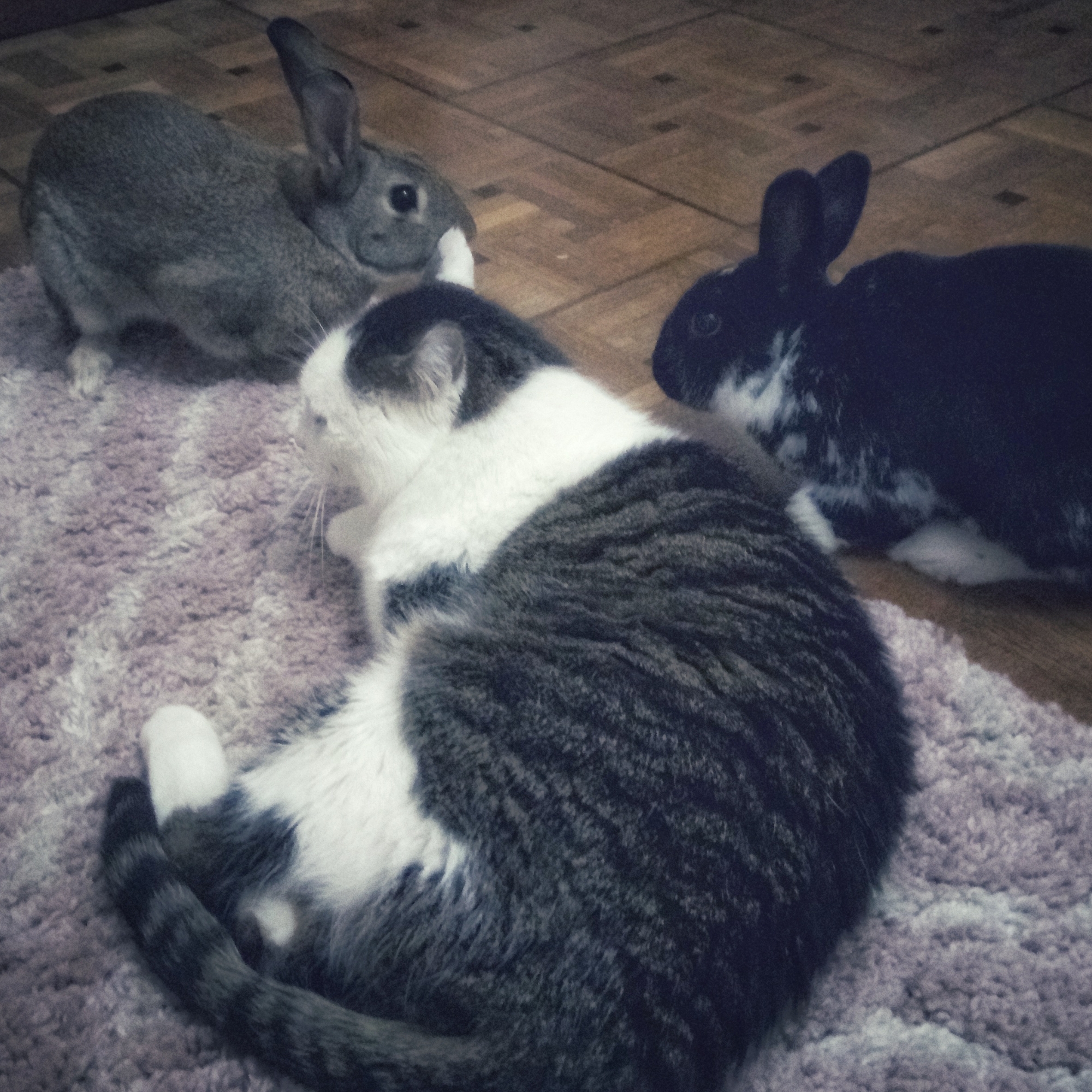 Un chat et deux lapins posés ensemble à l’intérieur d’une maison