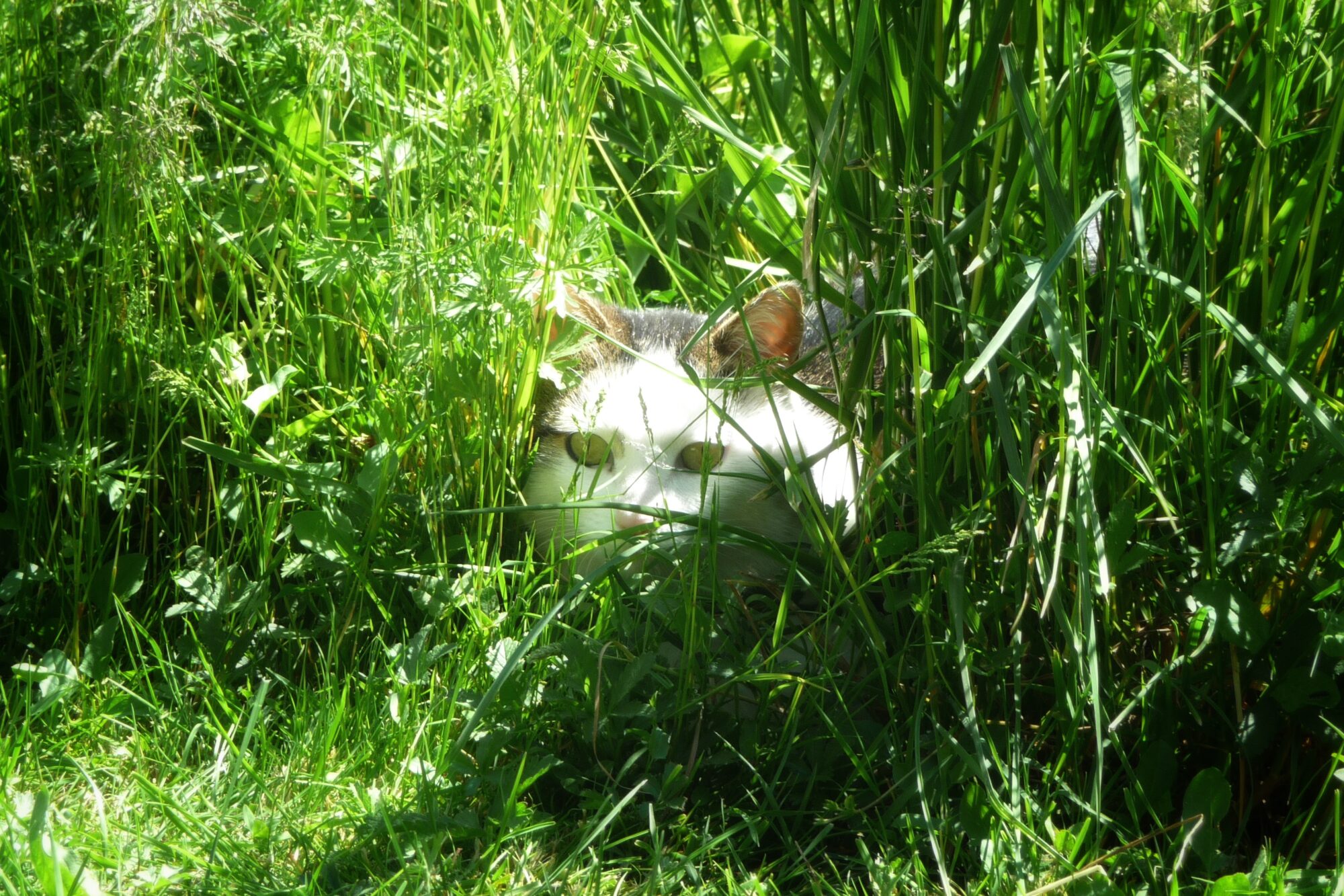 Chat partiellement caché dans l’herbe, observant son environnement