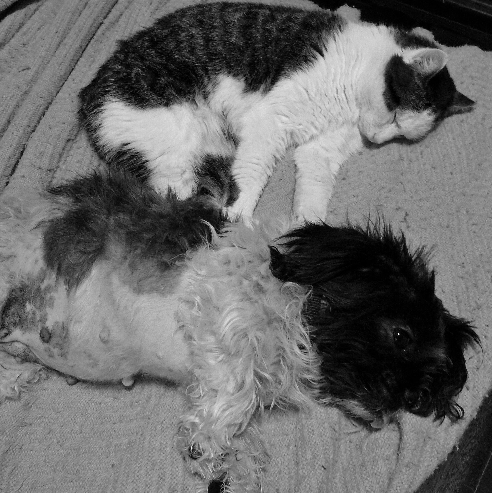 Photo en noir et blanc d'un chat et un chien allongés ensemble sur un lit.