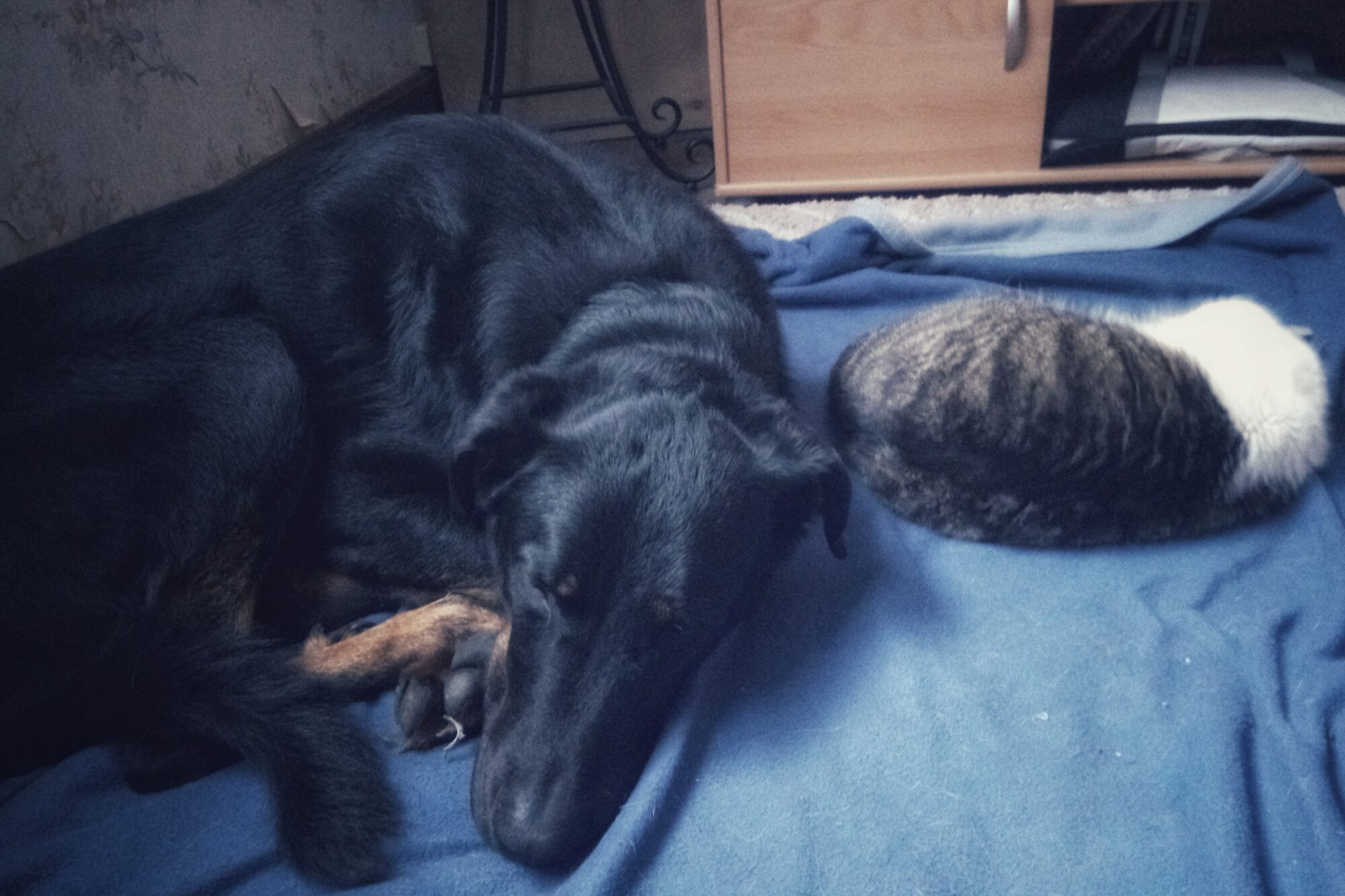 Gros Beauceron endormi à côté d’un chat allongé