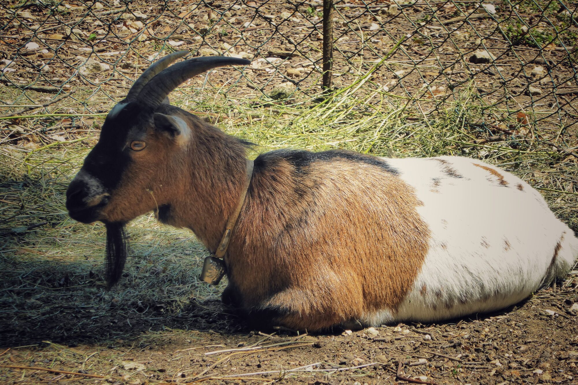Chèvre couchée au repos