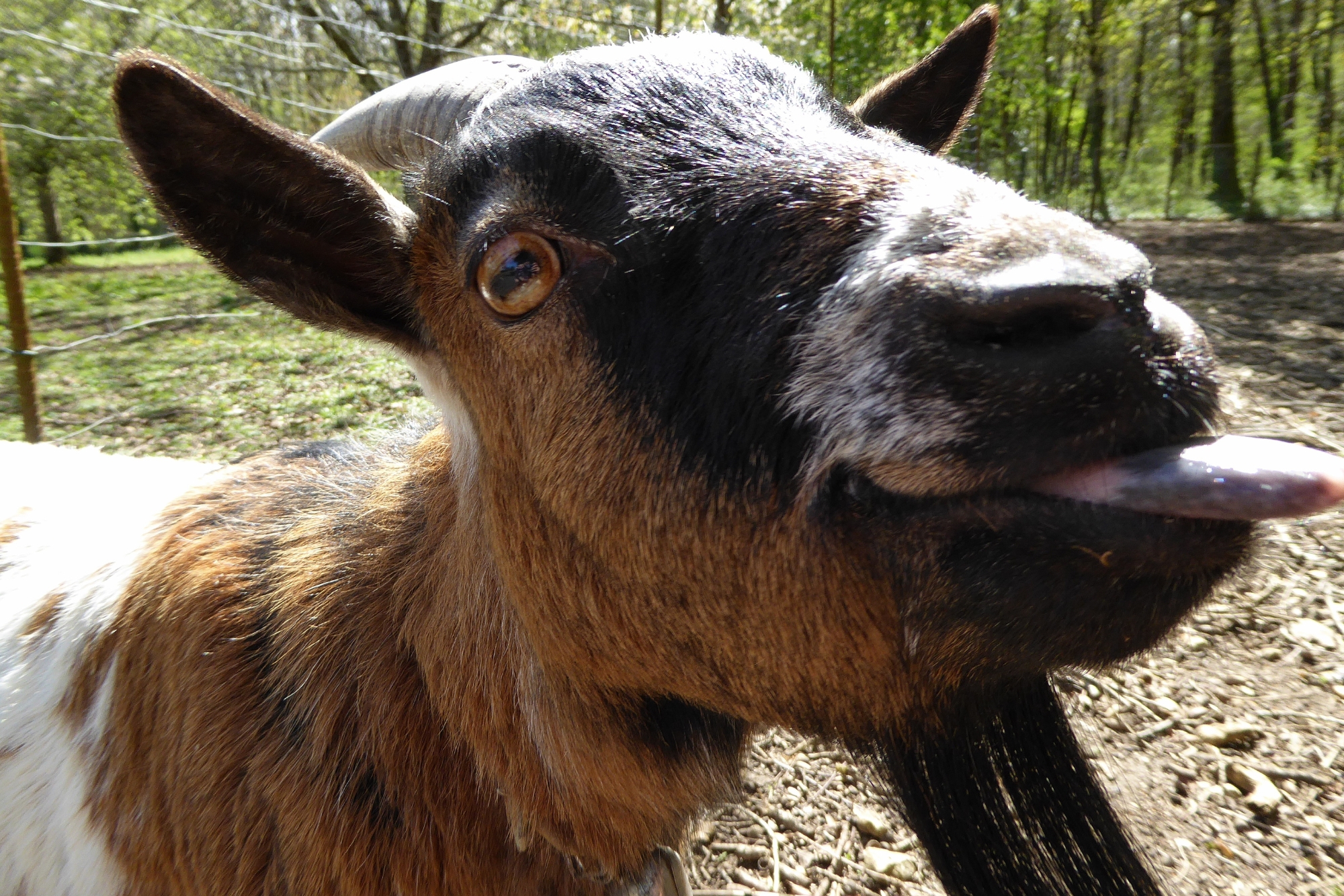 Chèvre amusante tirant la langue