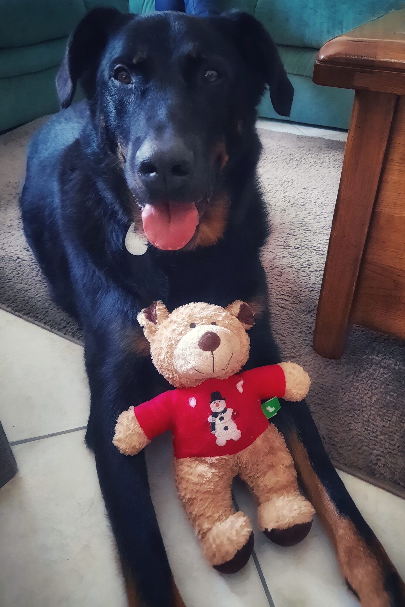 Beauceron tenant un ours en peluche entre ses pattes