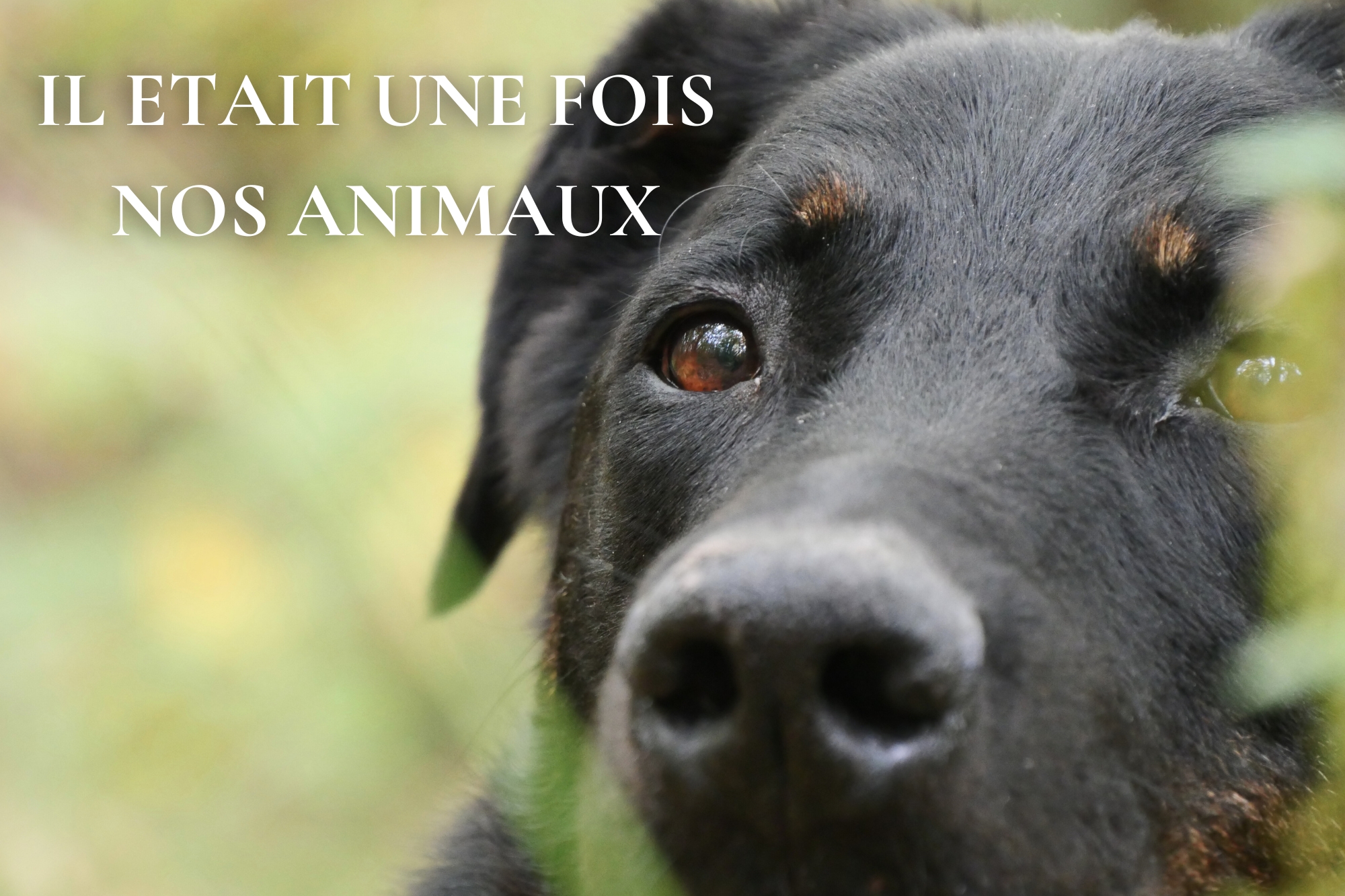 Portrait d’un chien, avec le texte "Il était une fois nos animaux"