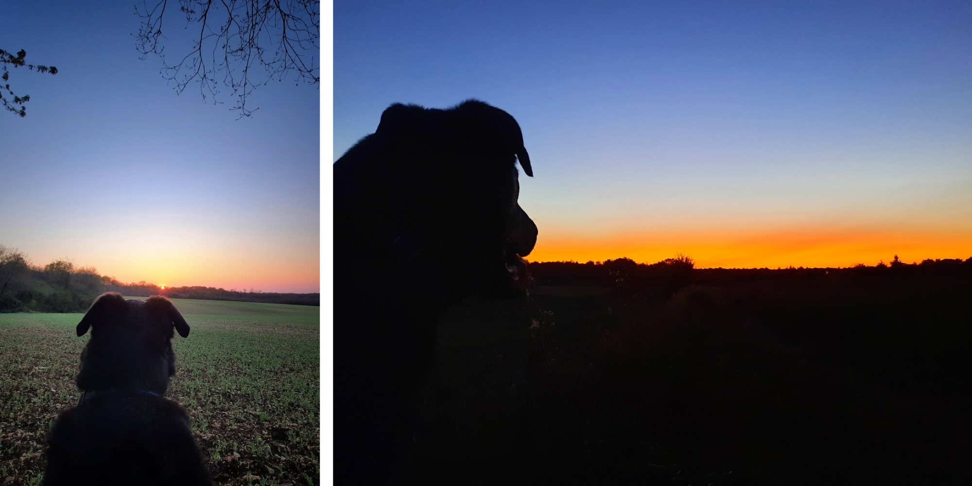 Beauceron assis dans un champ, regardant le coucher du soleil