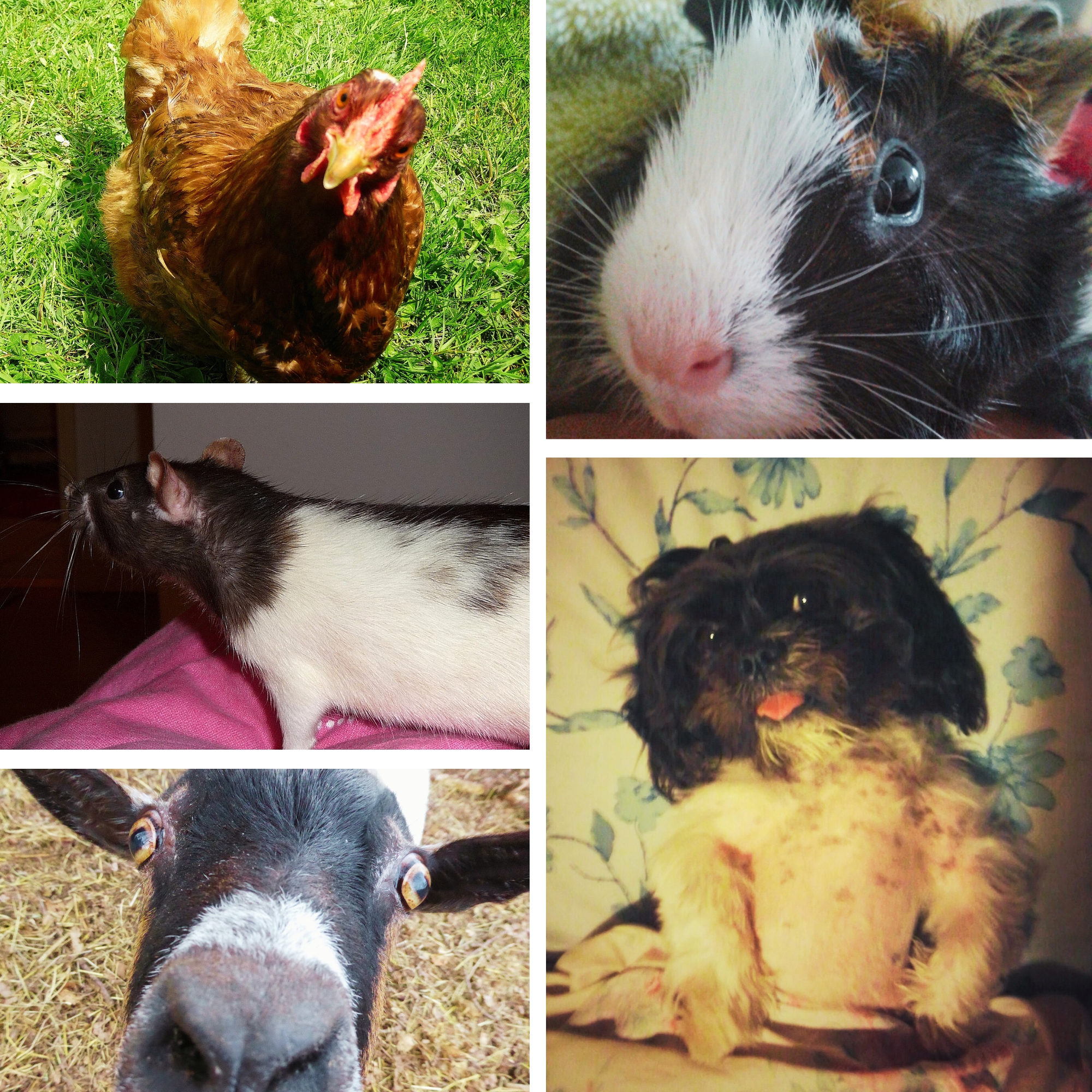 Collage montrant plusieurs animaux de compagnie : chien, rat, chèvre, poules et cochon d'inde