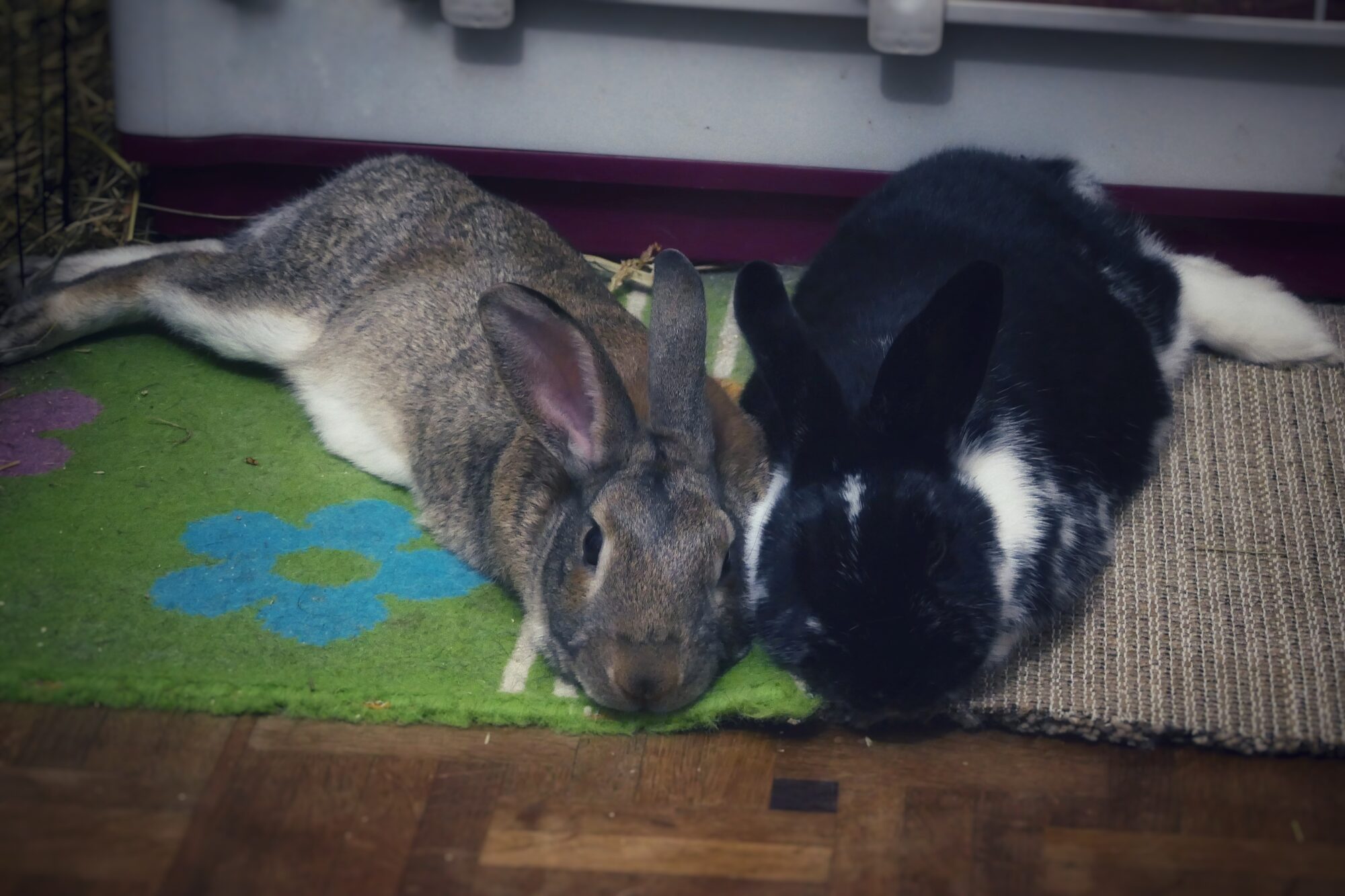 Photo de deux lapins de compagnie allongés l’un à côté de l’autre