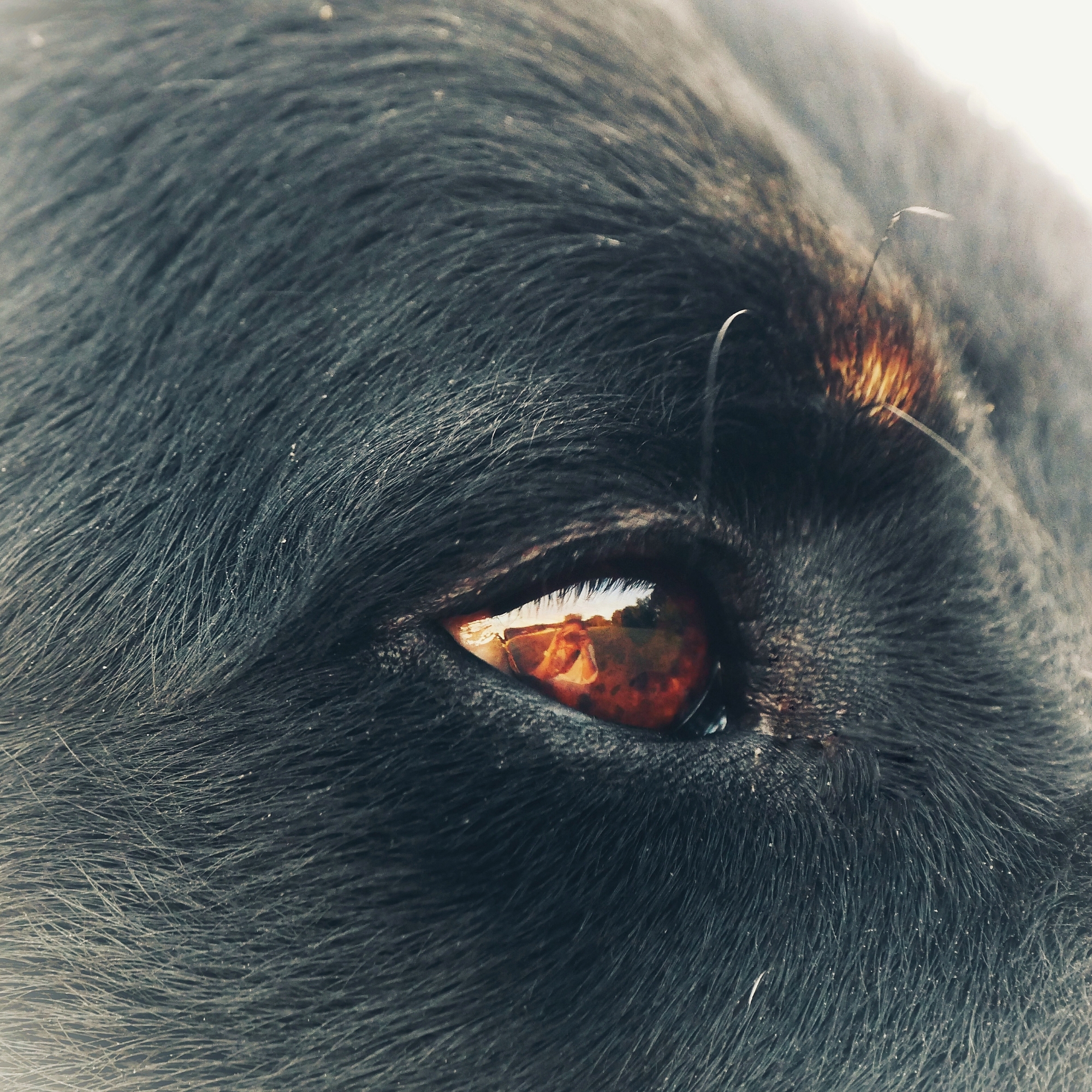 Gros plan sur l’œil d’un chien avec le reflet de la photographe visible