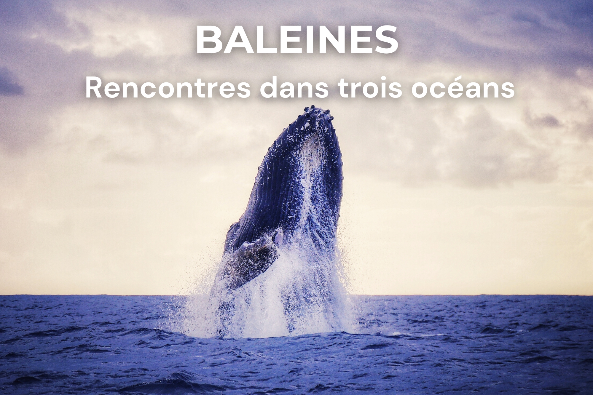 Baleine à bosse sautant hors de l'eau en Polynésie française — photo NaturElfes