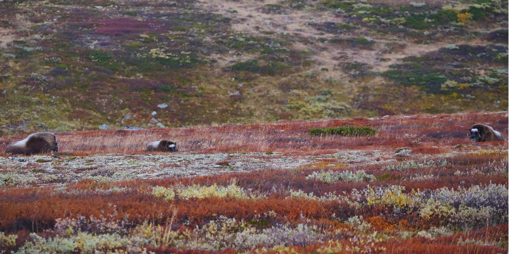 Trois bœufs musqués dans la toundra aux couleurs d’automne du parc national du Dovrefjell-Sunndalsfjella, Norvège.