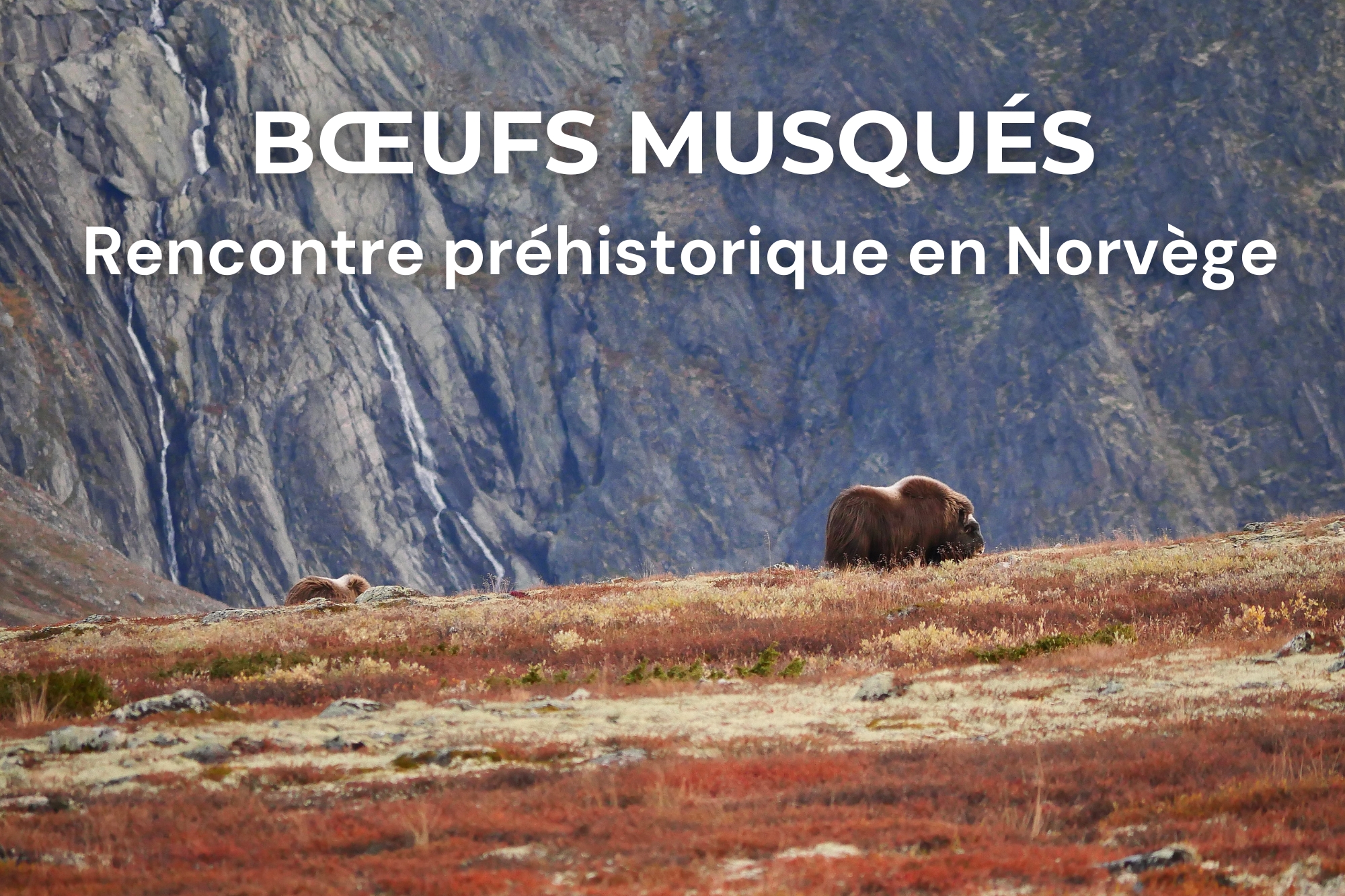 Bœuf musqué dans le parc national du Dovrefjell-Sunndalsfjella en Norvège, observé dans son habitat naturel.
