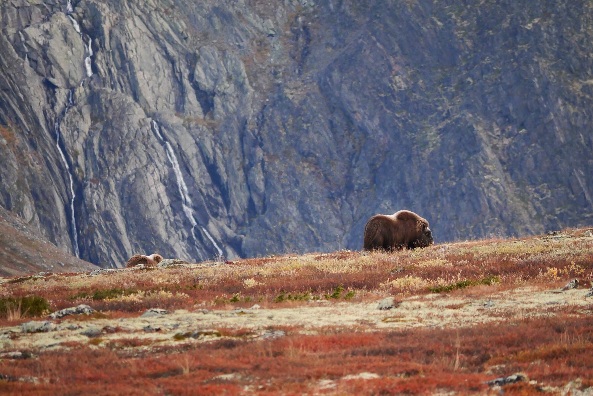 Bœuf musqué observé dans la toundra aux couleurs d’automne du parc national du Dovrefjell-Sunndalsfjella, Norvège.