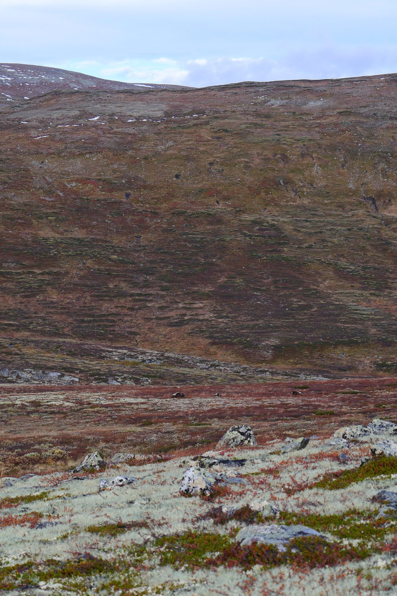 Trois bœufs musqués observés au loin sur le plateau du parc national du Dovrefjell-Sunndalsfjella en Norvège.