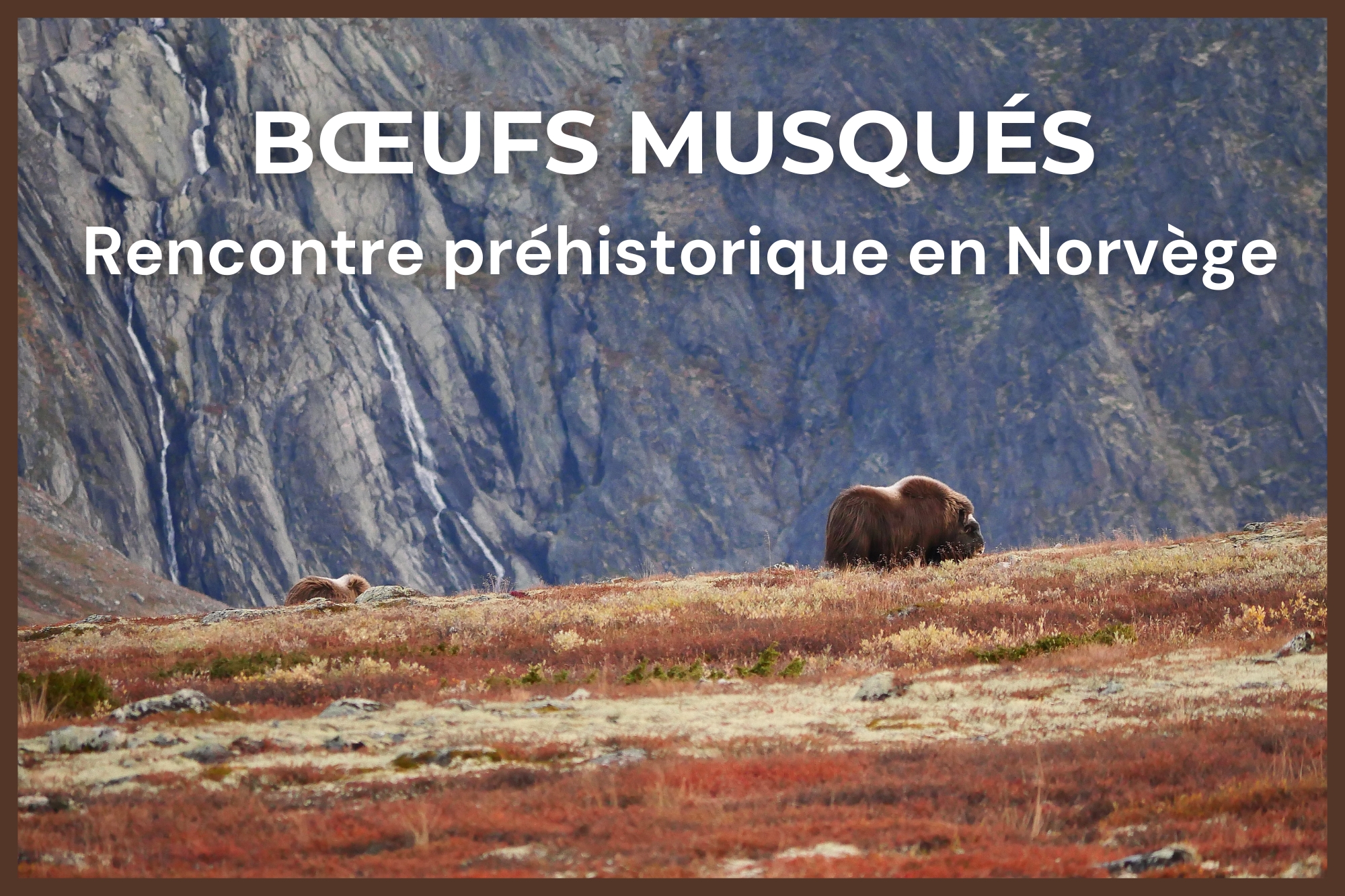 Bœuf musqué dans le parc national du Dovrefjell-Sunndalsfjella en