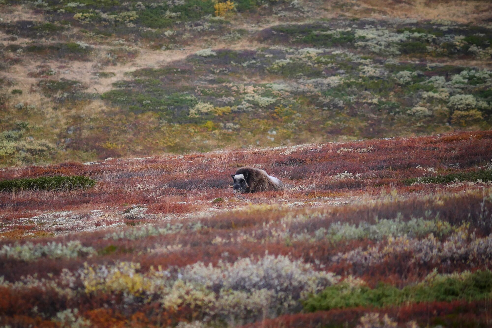 Bœuf musqué observé dans la toundra aux couleurs d’automne du parc national du Dovrefjell-Sunndalsfjella, Norvège.