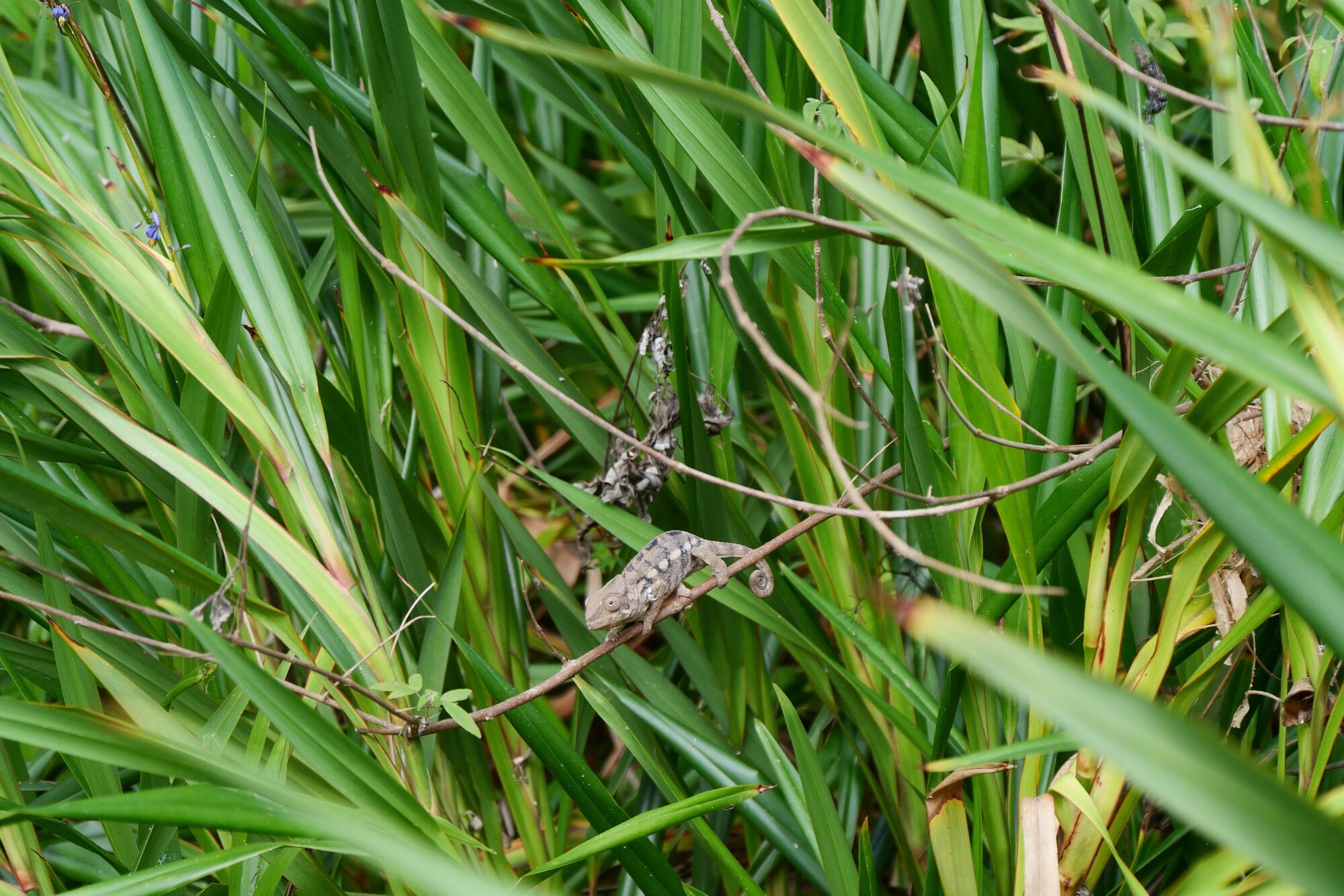 Caméléon panthère bien caché parmi les feuilles dans le Jardin d’Éden à La Réunion