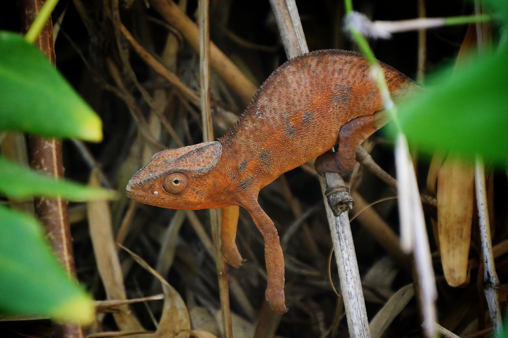 Caméléon panthère suspendu entre les branches dans le Jardin d’Éden à La Réunion