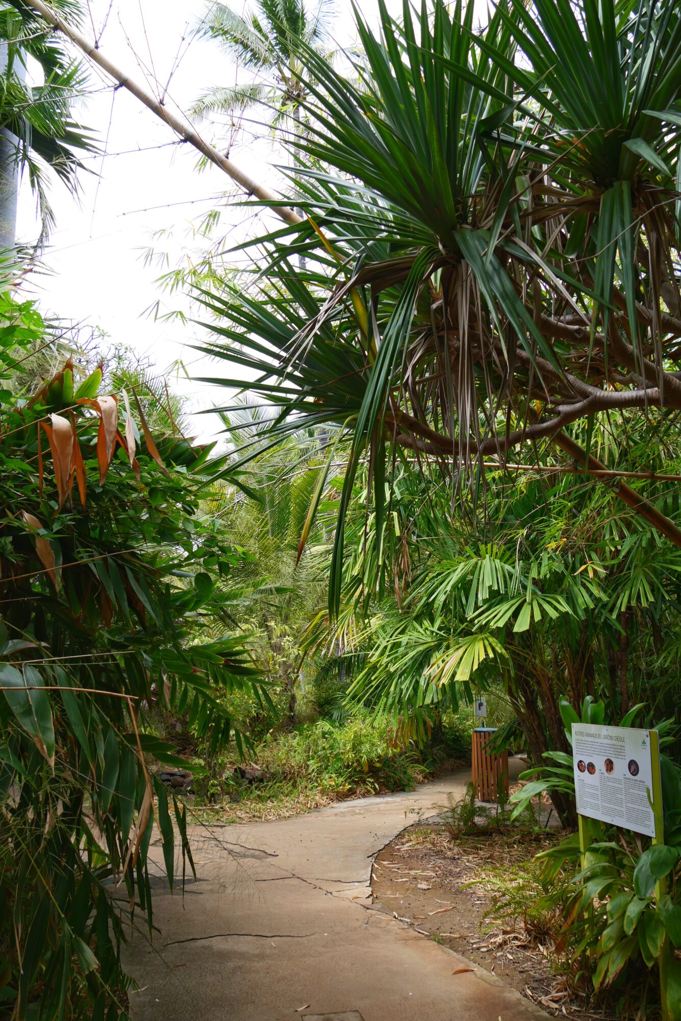 Sentier bordé de végétation tropicale dans le Jardin d’Éden à La Réunion