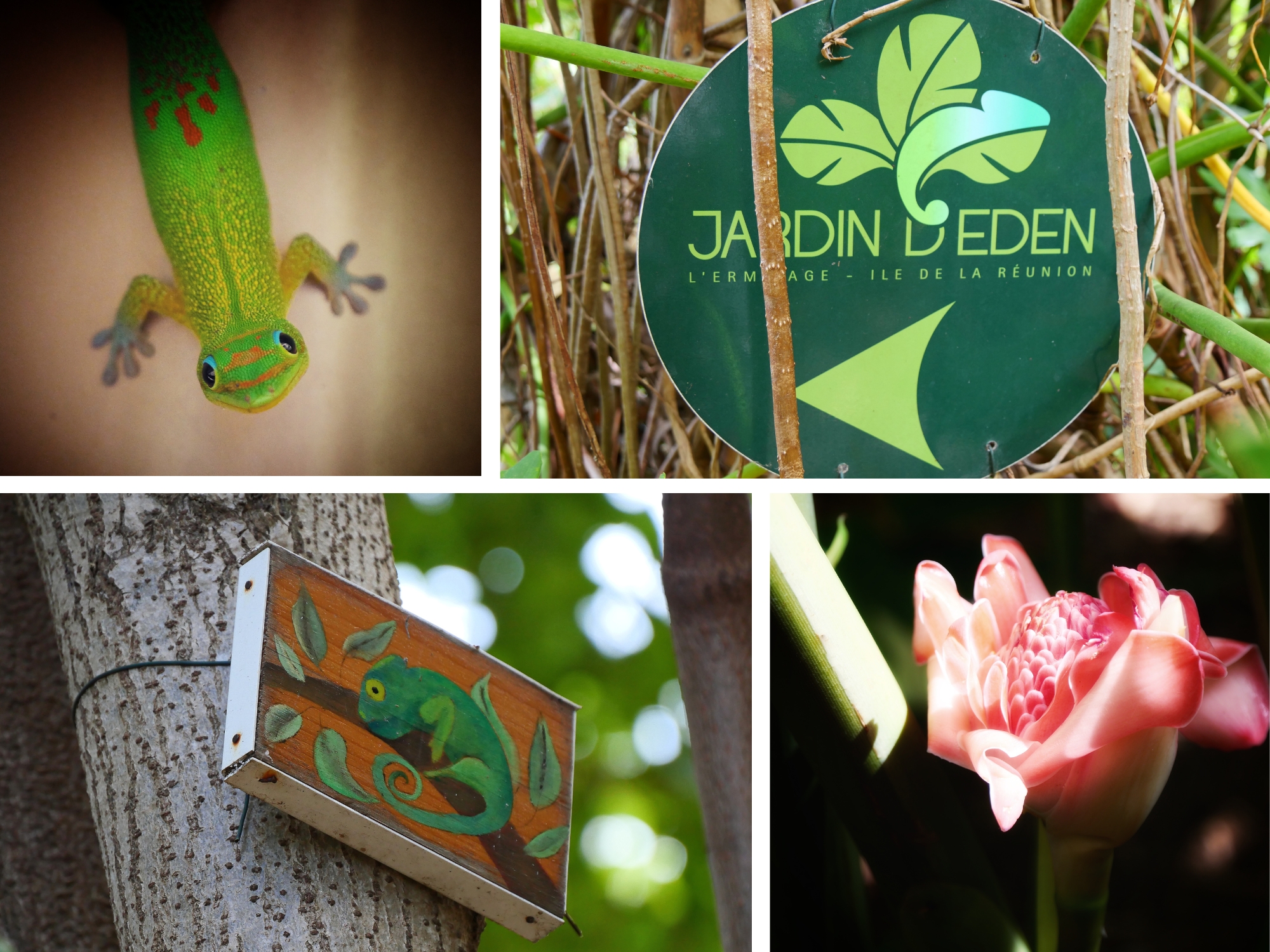 Collage de photos du Jardin d’Éden à La Réunion : panneau explicatif sur les caméléons, fleurs tropicales et geckos verts