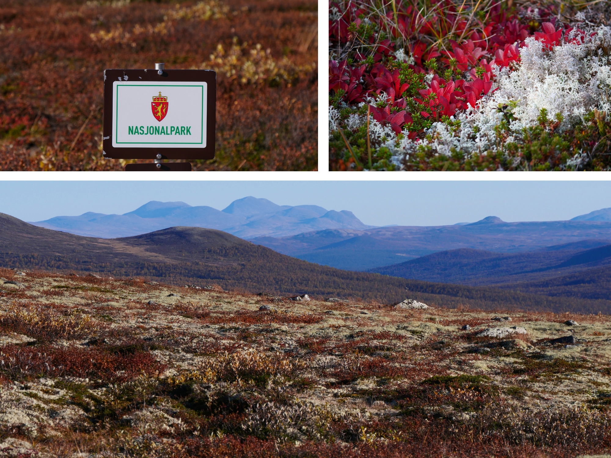 Collage de trois images du parc national du Dovrefjell-Sunndalsfjella en Norvège, montrant la toundra, les montagnes et les sentiers de randonnée.