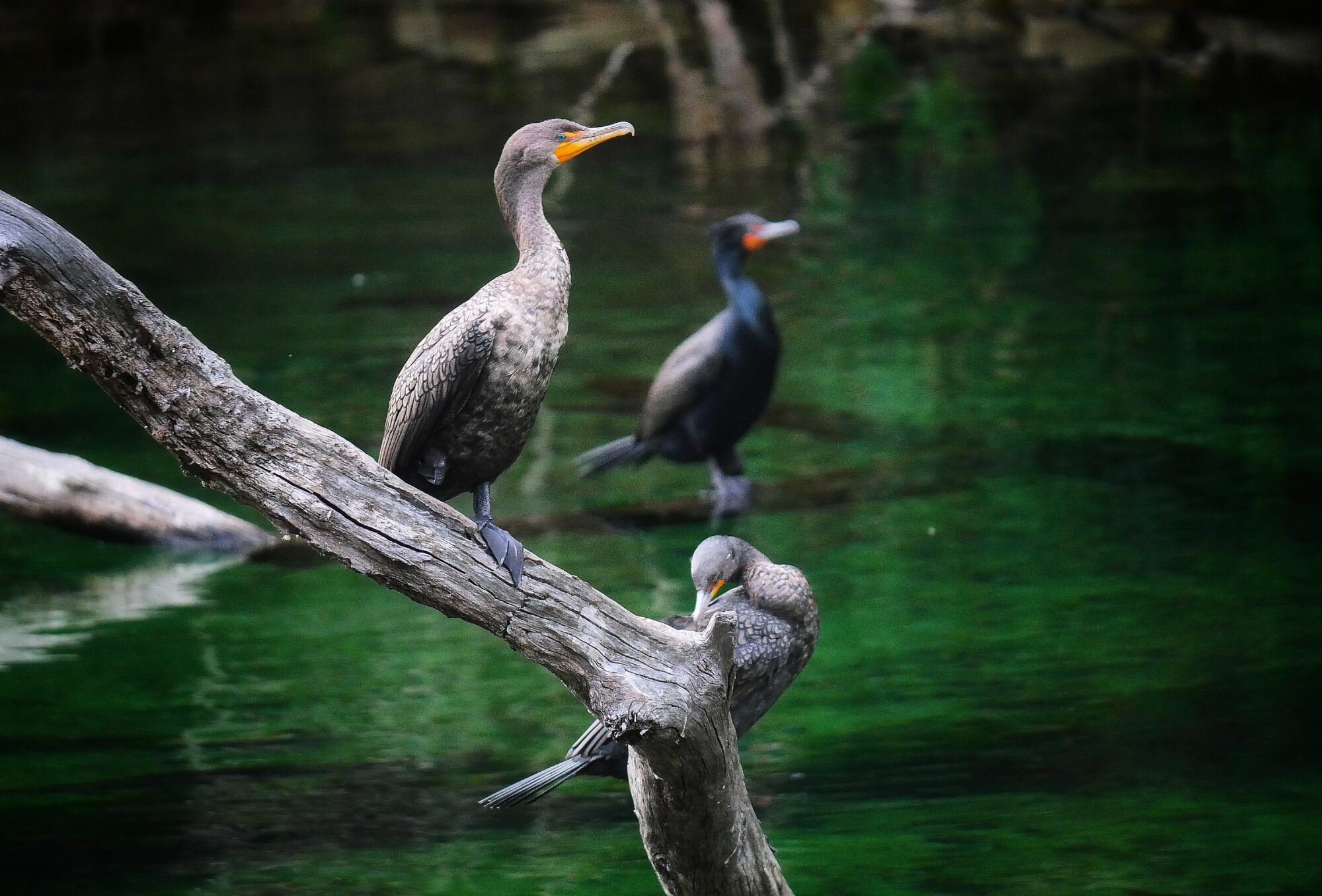 Cormorans se reposant au bord de l’eau au Blue Spring State Park en Floride