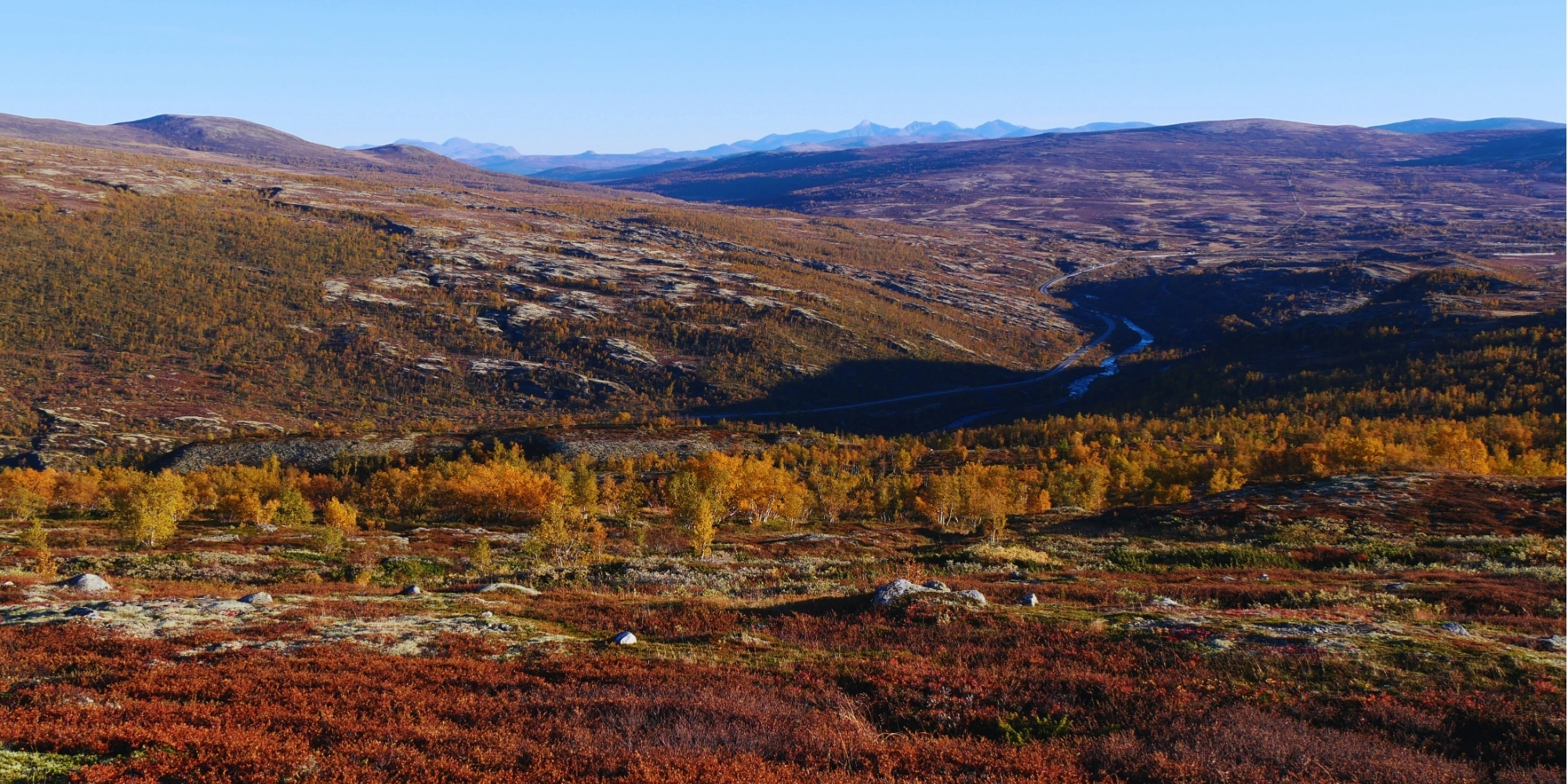 Paysage du plateau du Dovrefjell en Norvège, aux couleurs dorées et rouges de l’automne