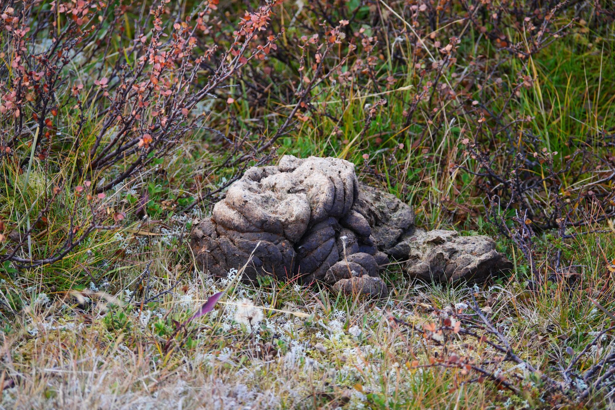 Crottes de bœuf musqué (Ovibos moschatus) dans la toundra du parc national du Dovrefjell-Sunndalsfjella en Norvège.