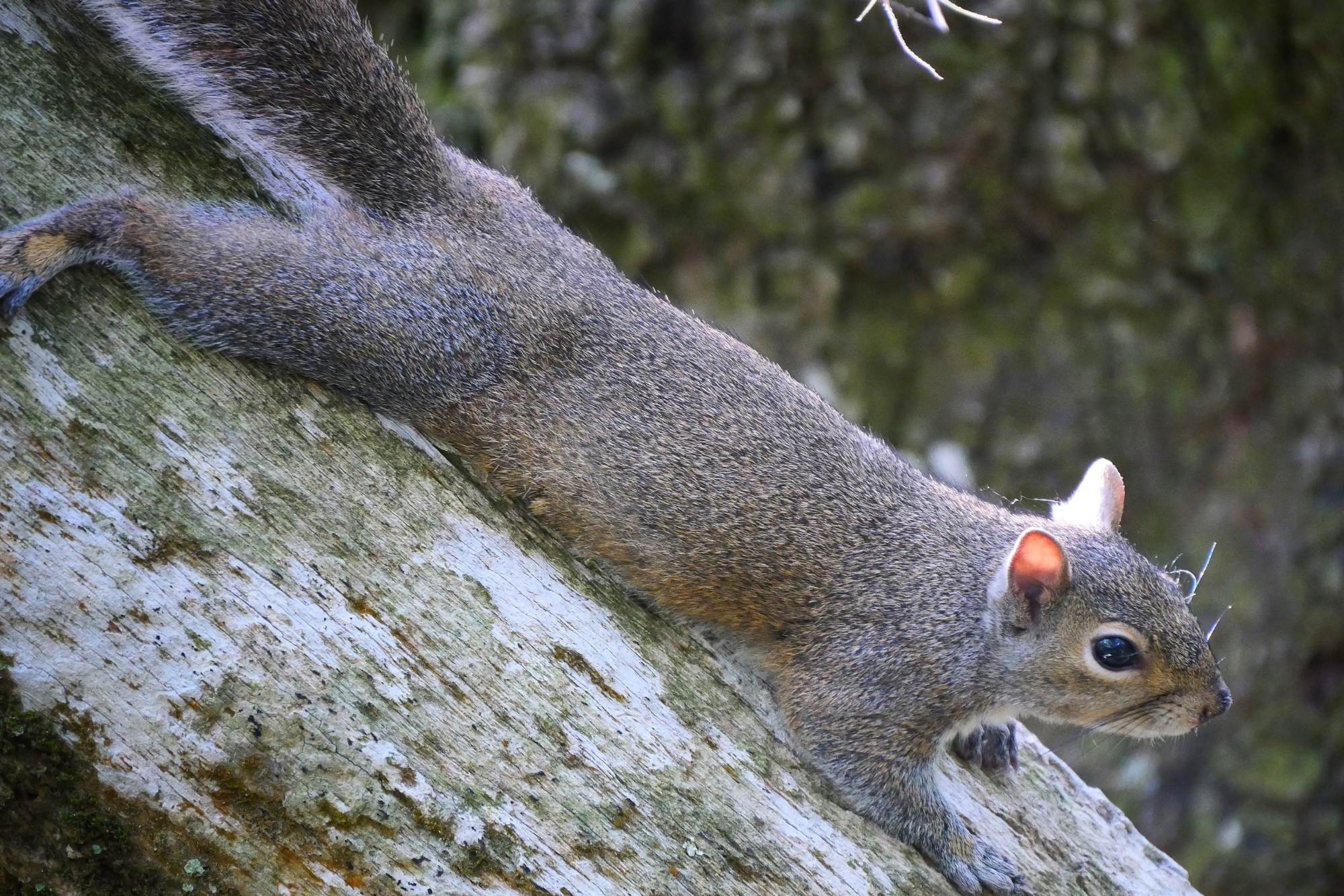 Écureuil sur une branche au Blue Spring State Park en Floride