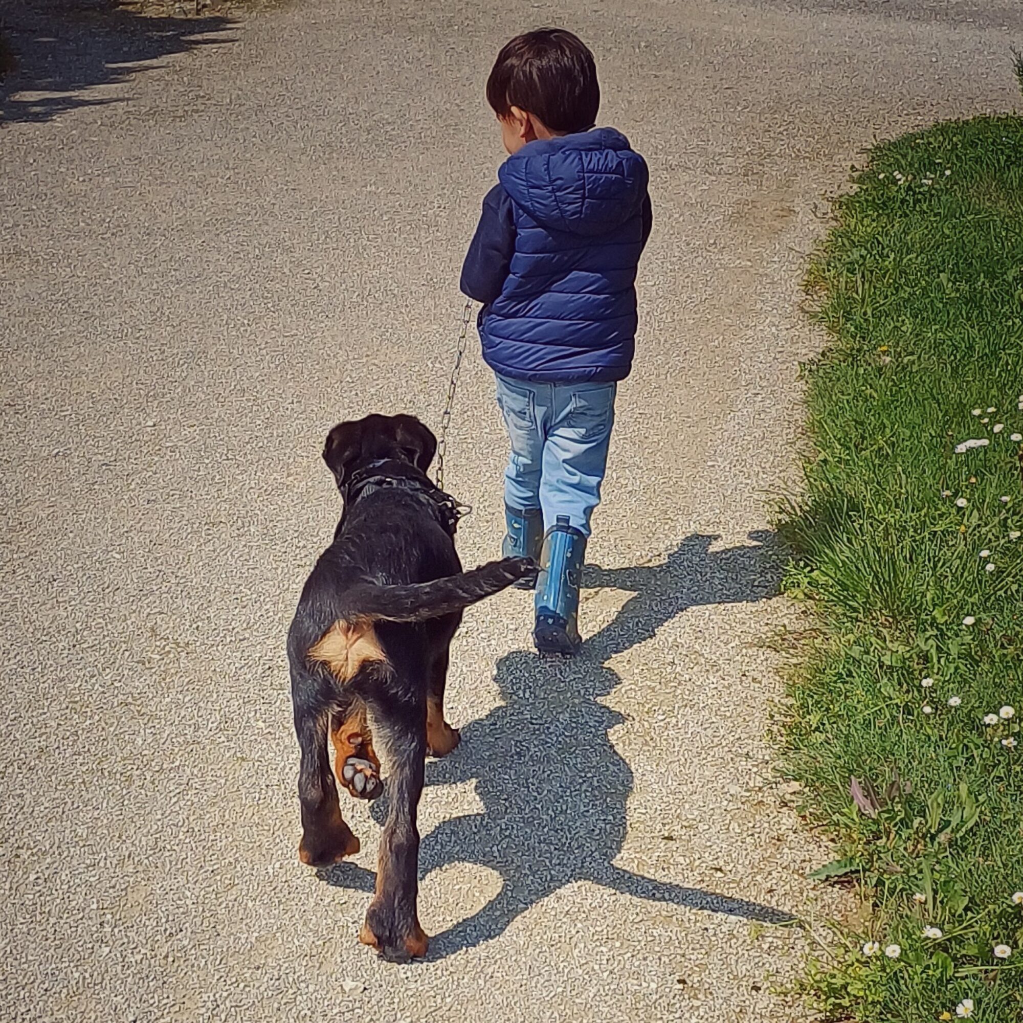 Petit garçon tenant la laisse et promenant un chiot