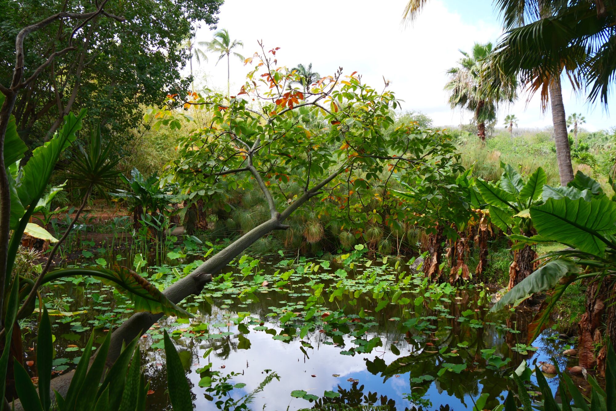 Vue du Jardin d’Éden à La Réunion, avec son bassin et sa végétation tropicale