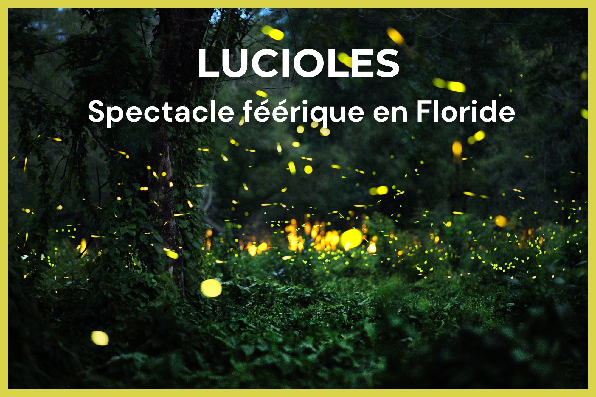 Photo de la forêt du Blue Spring State Park en Floride illuminée par des lucioles, avec le texte sur l’image : "Lucioles – Spectacle féérique en Floride".