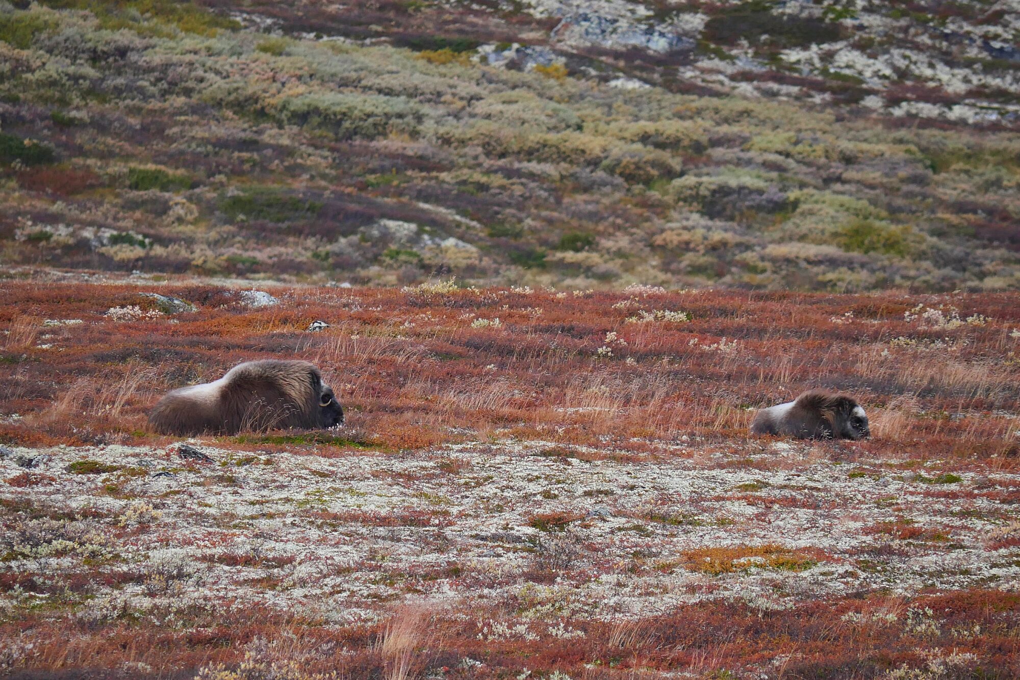Bœufs musqués observés dans la toundra aux couleurs d’automne du parc national du Dovrefjell-Sunndalsfjella, Norvège.