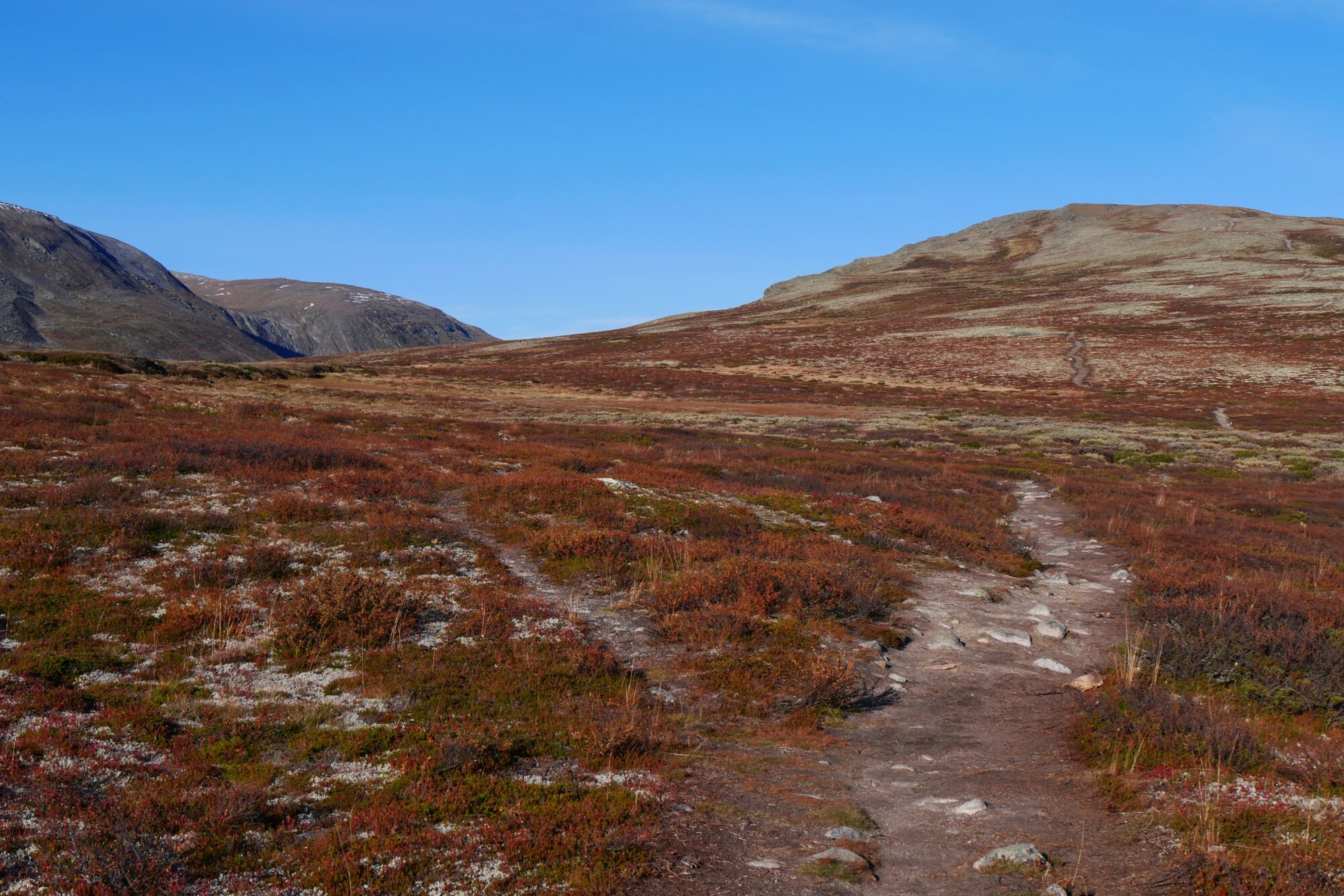 Sentier du Musk Ox Trail traversant le plateau du Dovrefjell en Norvège, au cœur d’un paysage de toundra sauvage.