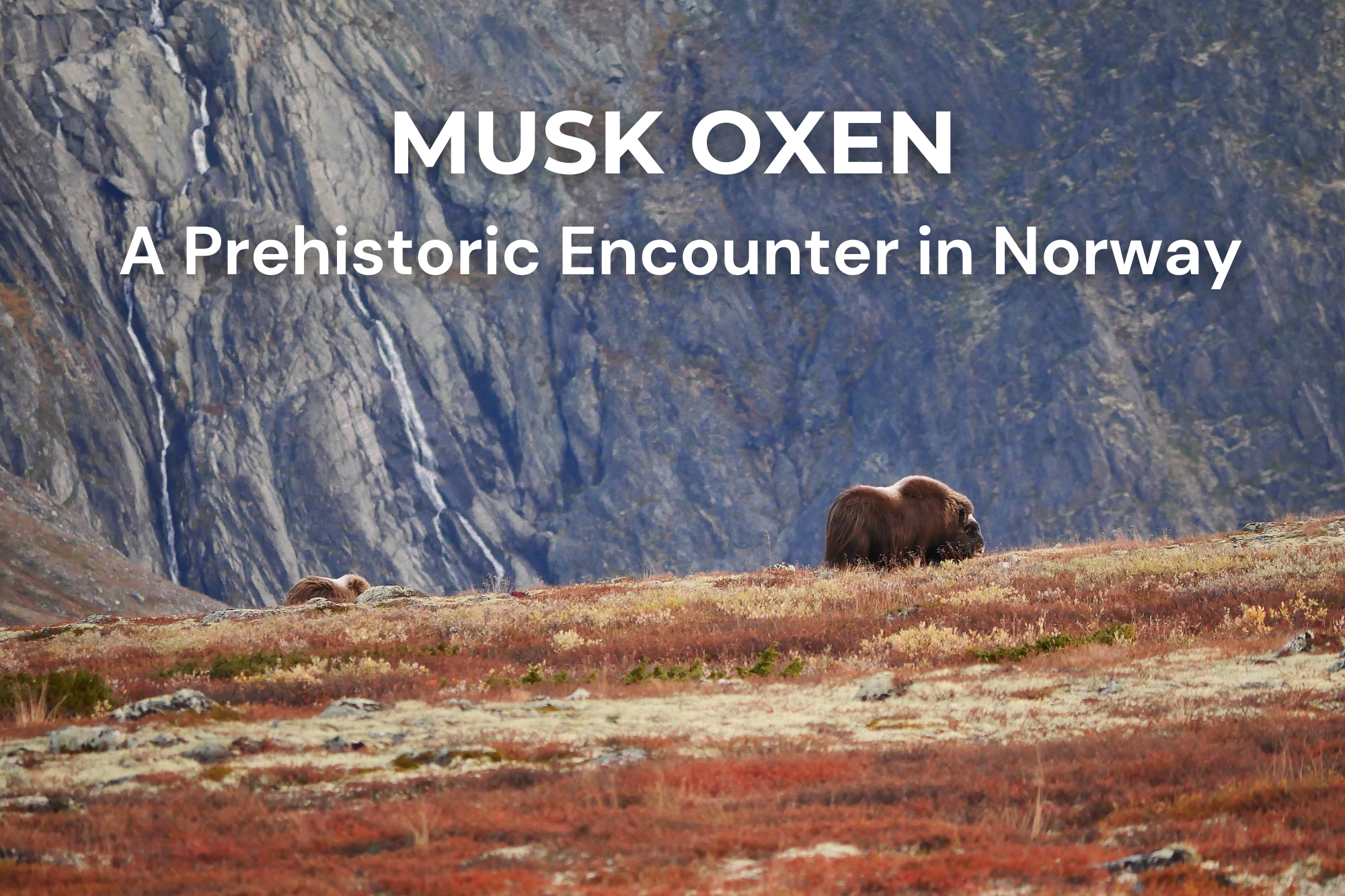 Musk ox in Dovrefjell–Sunndalsfjella National Park, Norway, observed in its natural habitat.