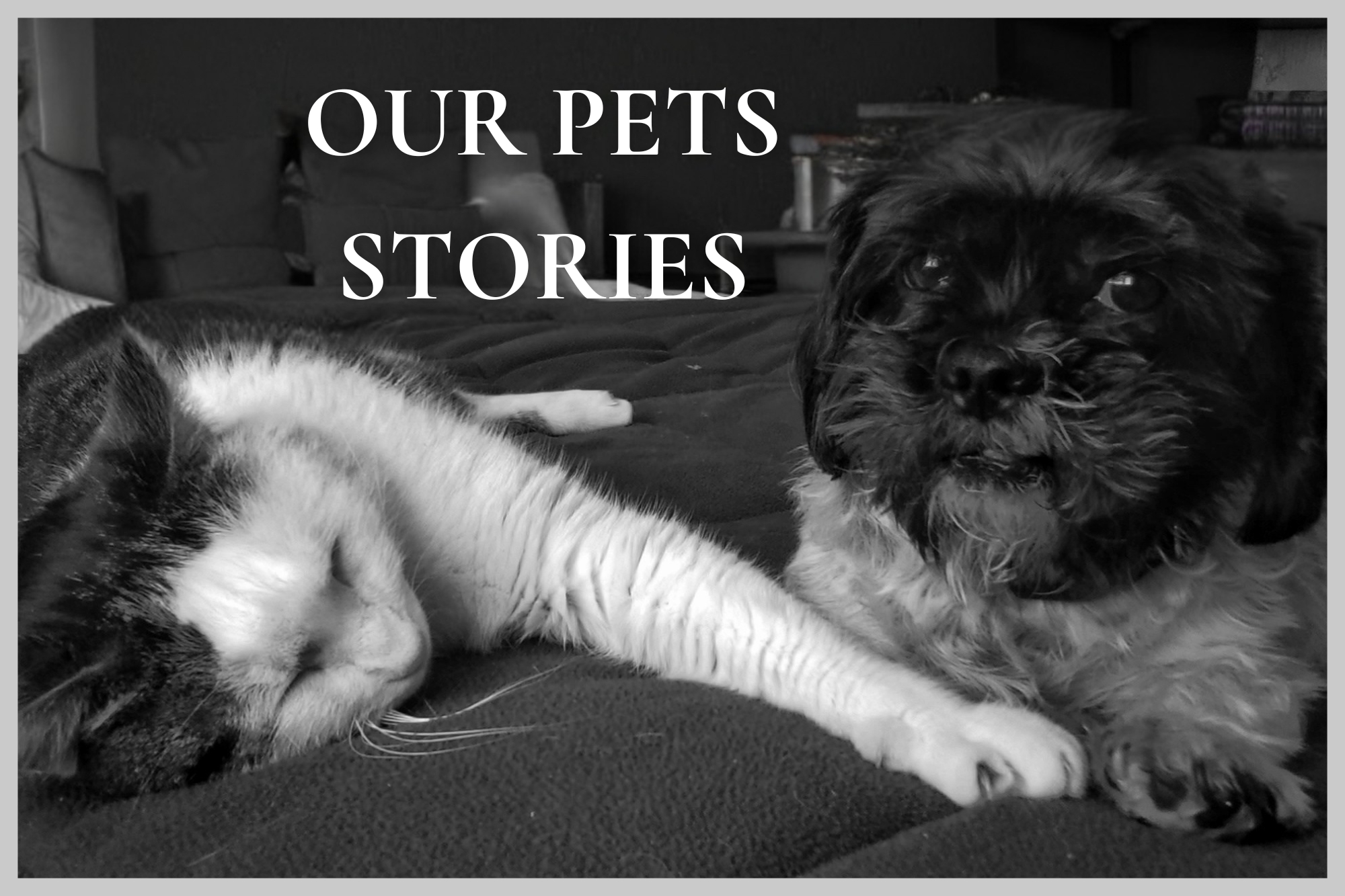 This black-and-white photo shows a cat and a dog resting together on a bed with the text: " Our pets stories".