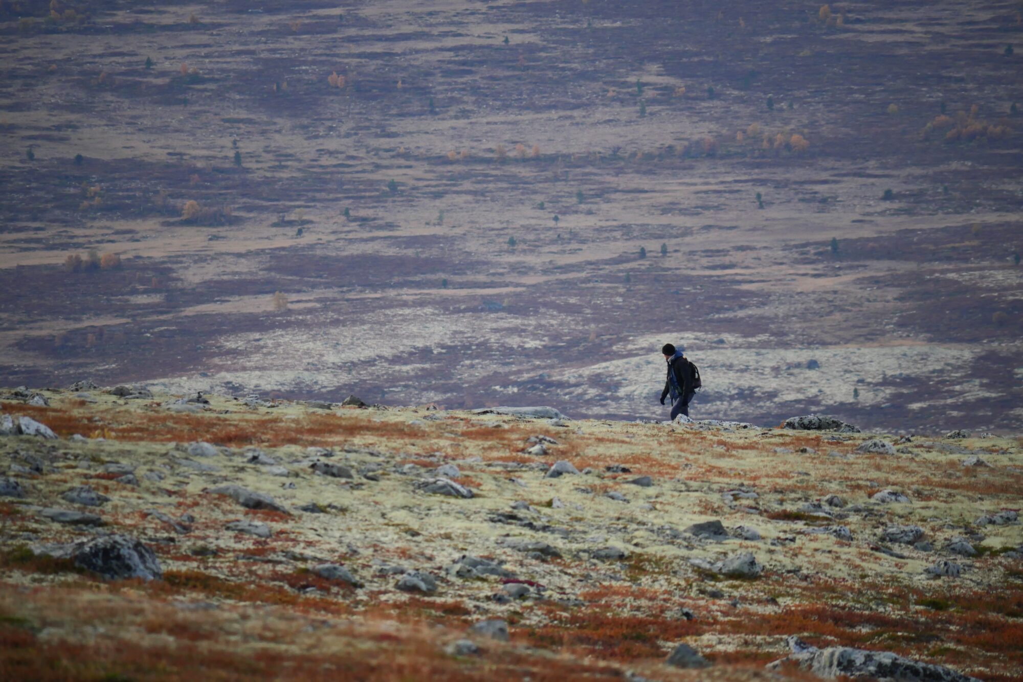 Personne marchant sur le plateau du parc national du Dovrefjell-Sunndalsfjella en Norvège, entourée de toundra et de montagnes.