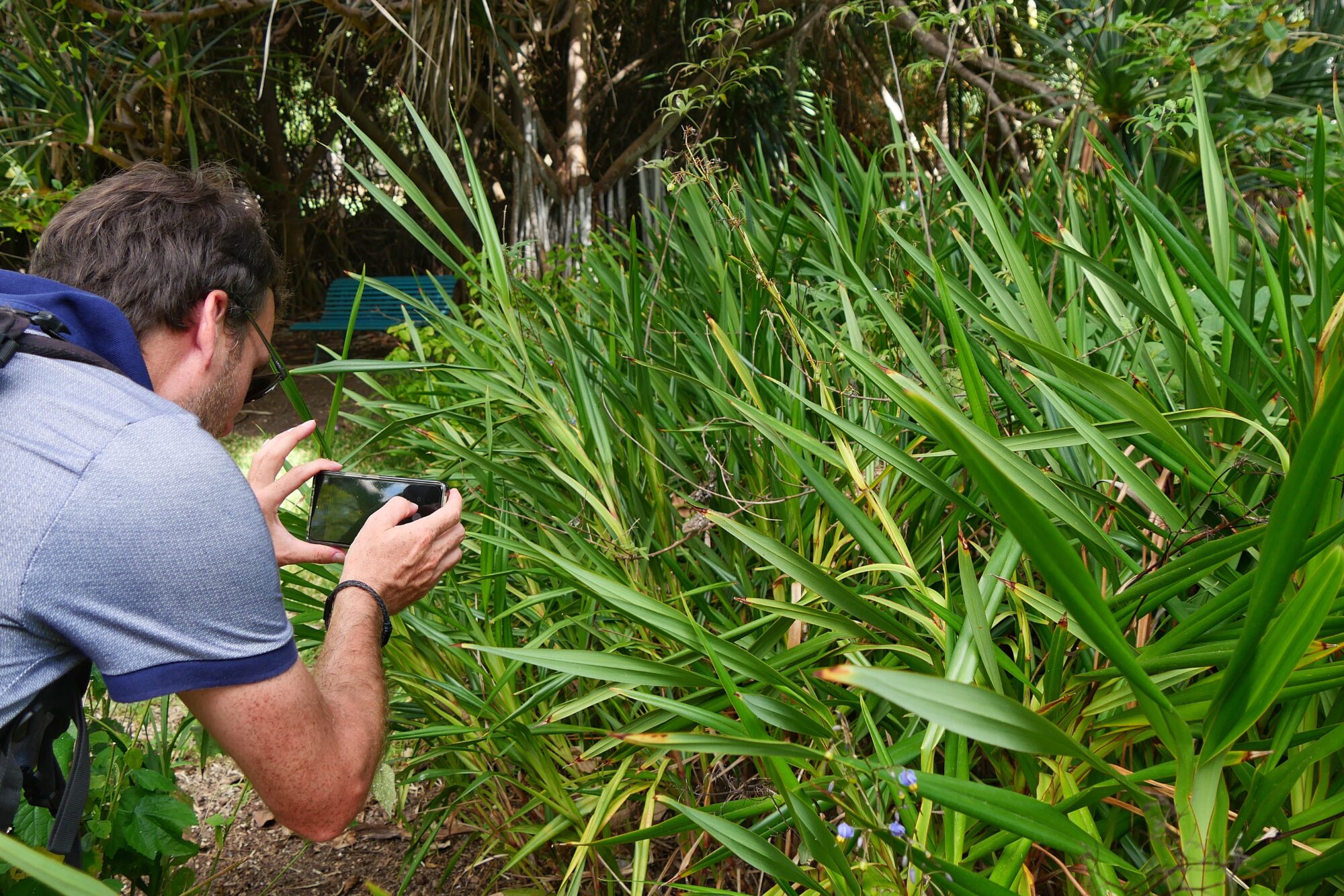 Personne photographiant un caméléon dans la végétation du Jardin d’Éden à La Réunion