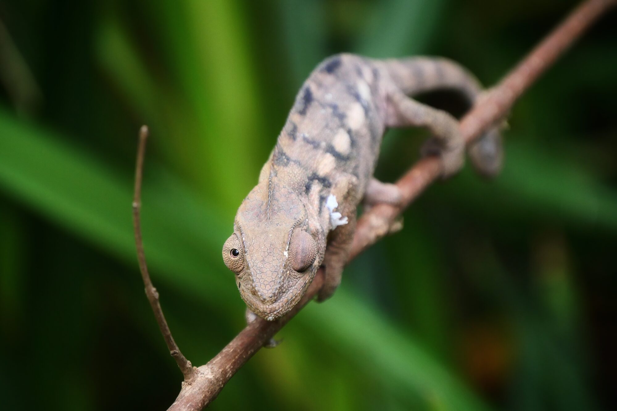 Gros plan d’un caméléon panthère à La Réunion, montrant ses yeux capables de regarder dans deux directions à la fois