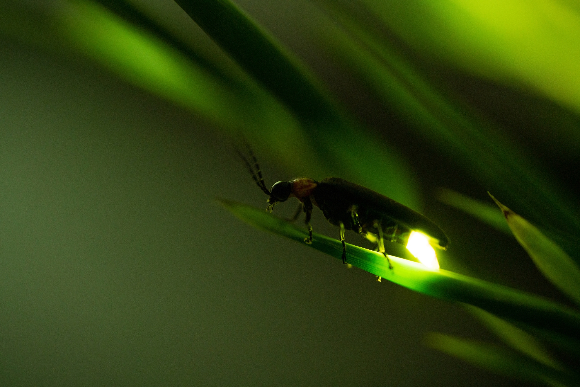 Lucioles – Portrait sur feuille Portrait d’une luciole posée sur une feuille dans la forêt du Blue Spring State Park, Floride, avec sa lumière bioluminescente.