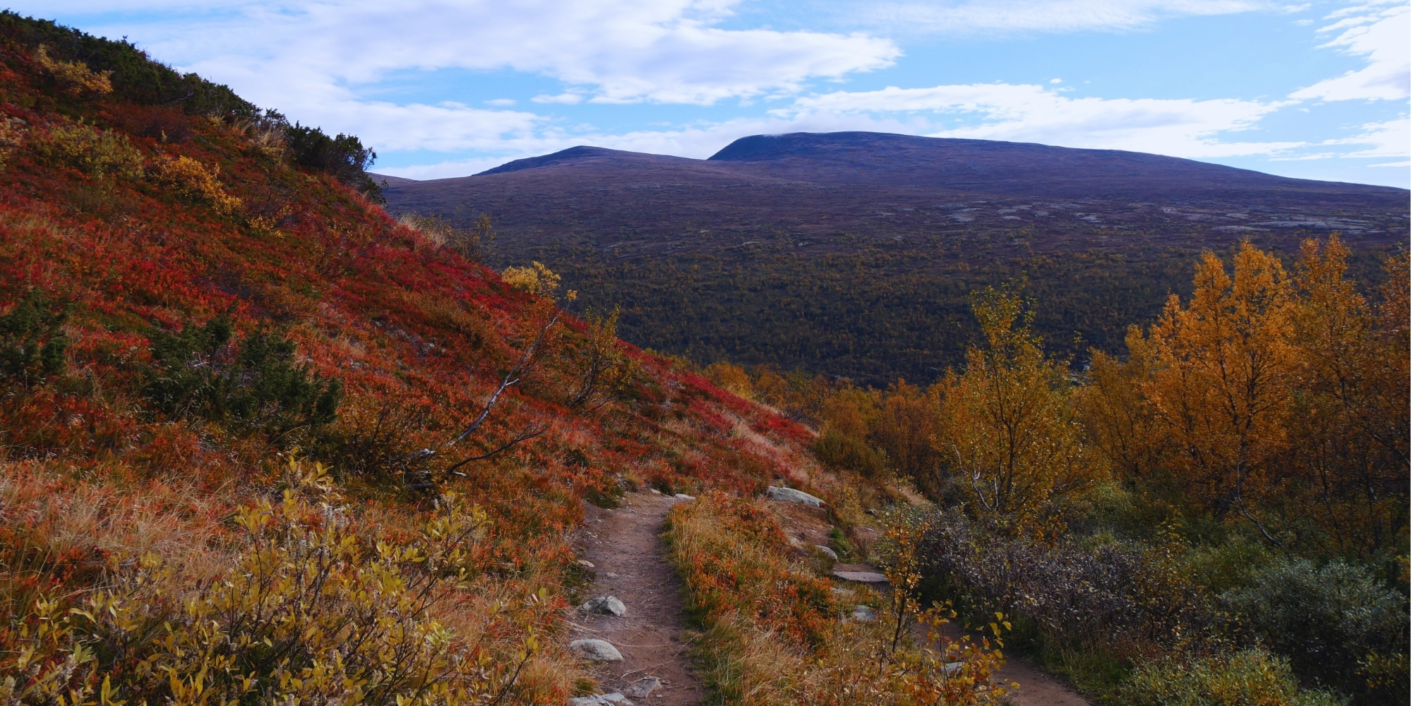 Sentier de randonnée Musk Ox Trail dans le parc national du Dovrefjell-