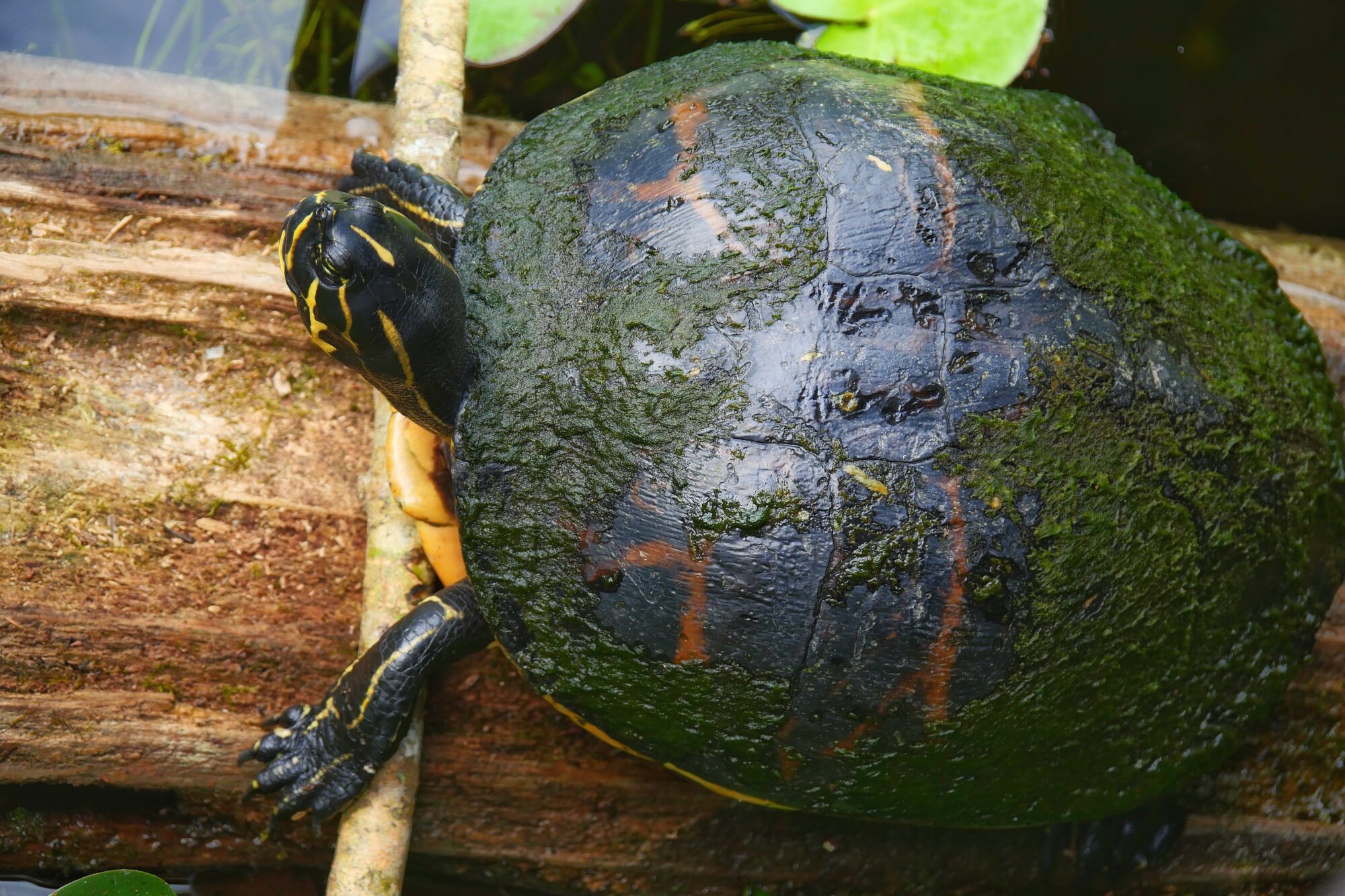 Tortue se déplaçant dans l’eau du Blue Spring State Park, en Floride