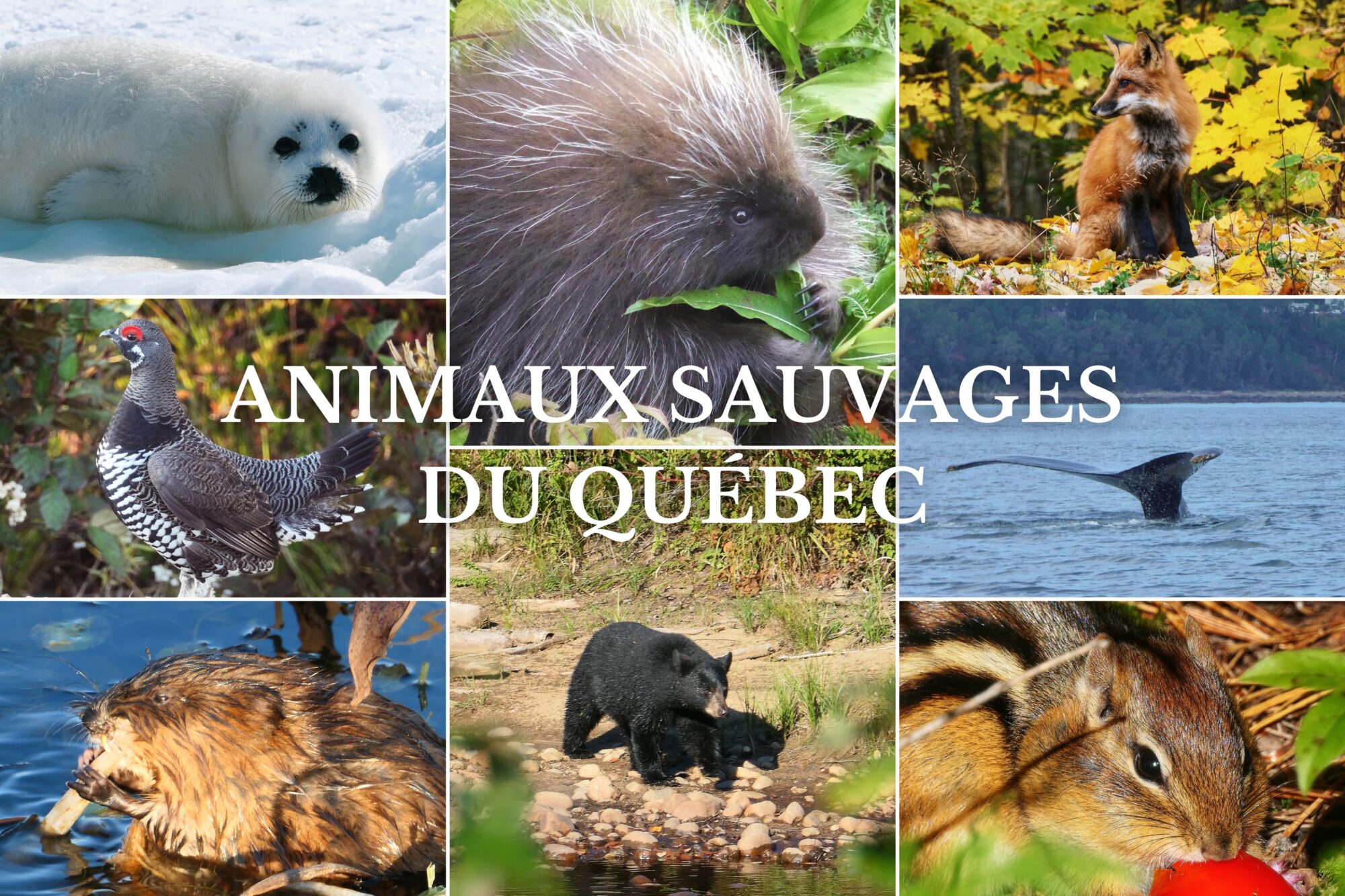 Collage de photos d’animaux sauvages du Québec