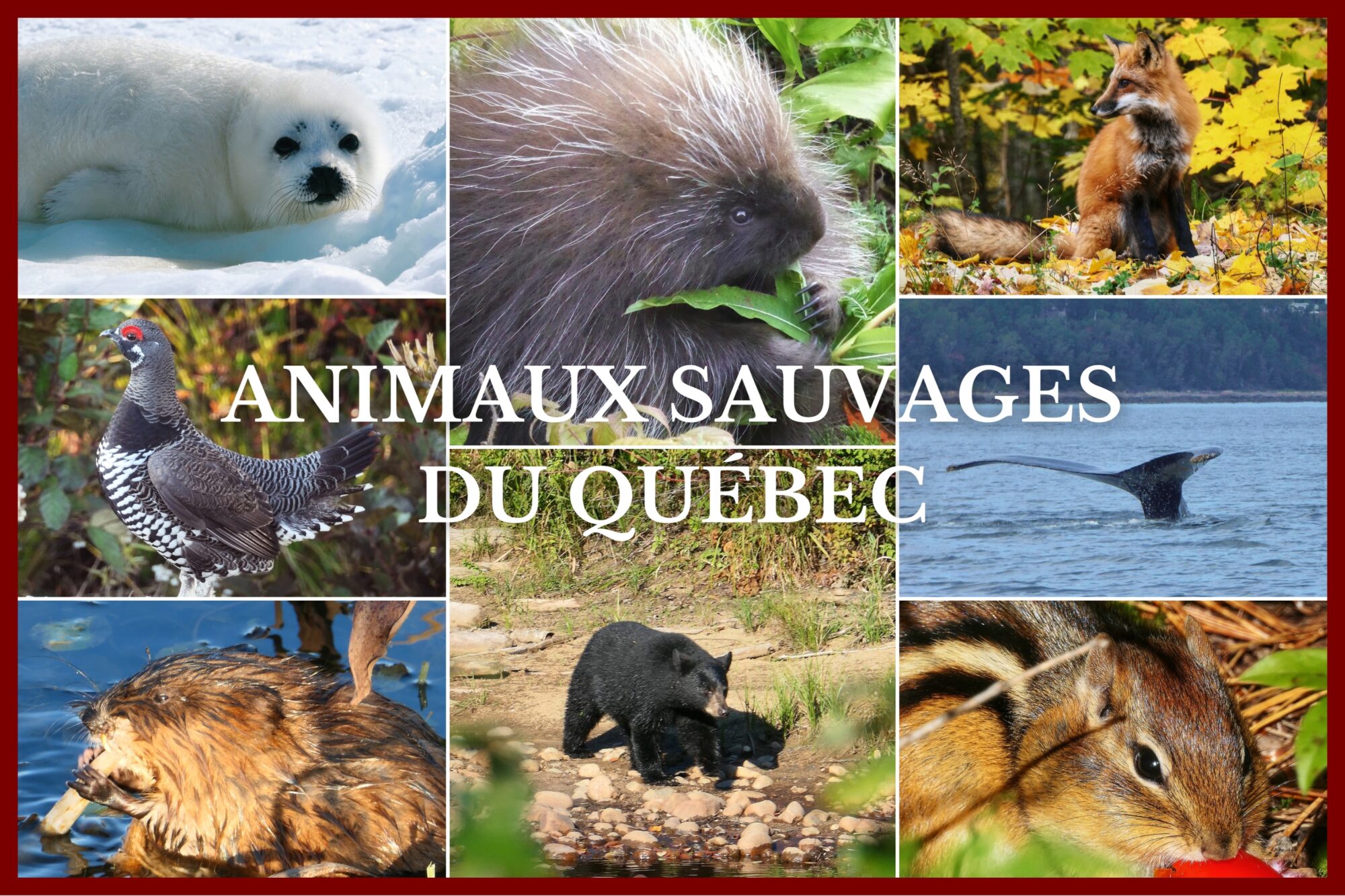 Collage de photos d’animaux sauvages du Québec