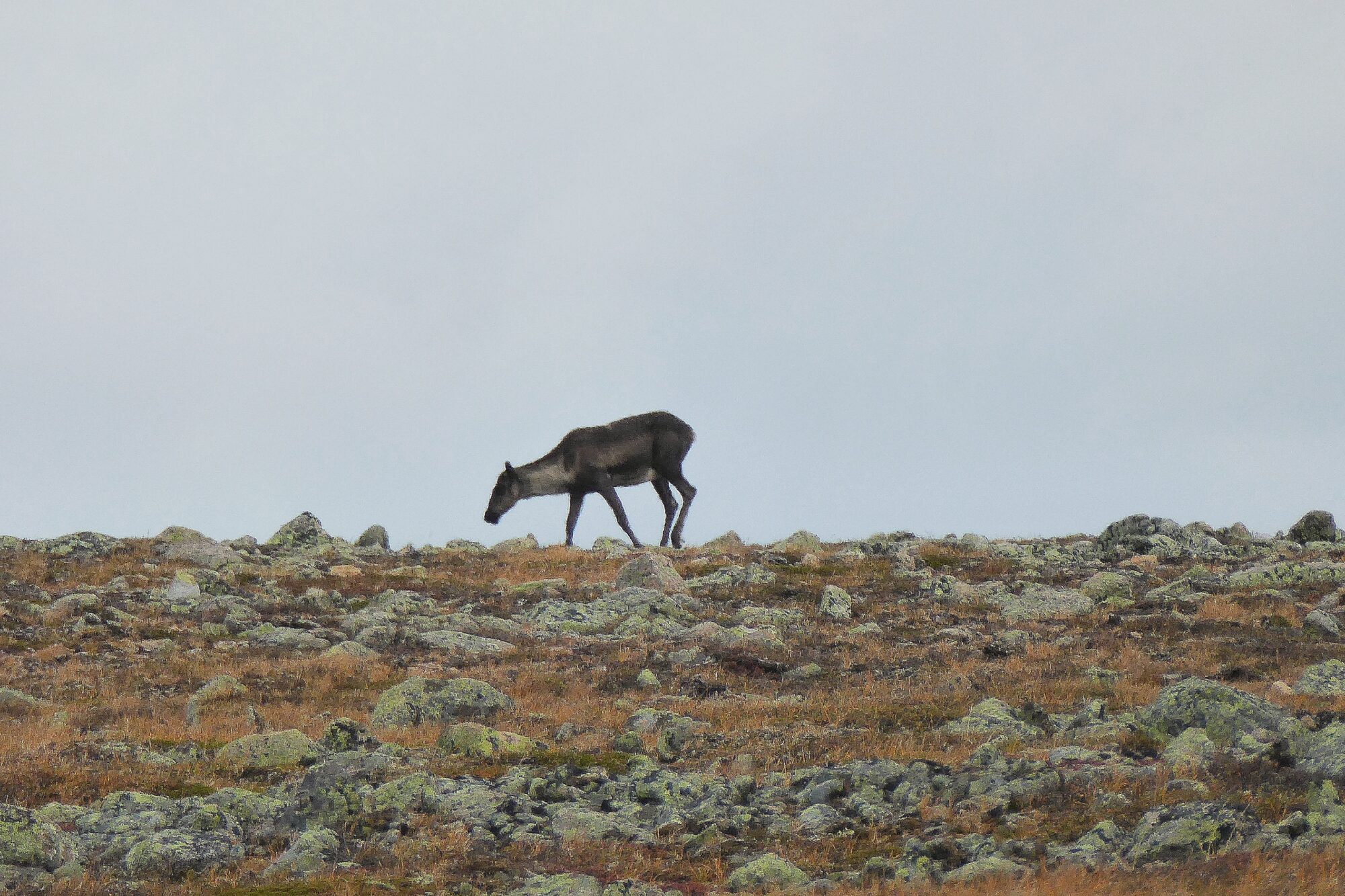 Caribou dans le parc national de la Gaspésie