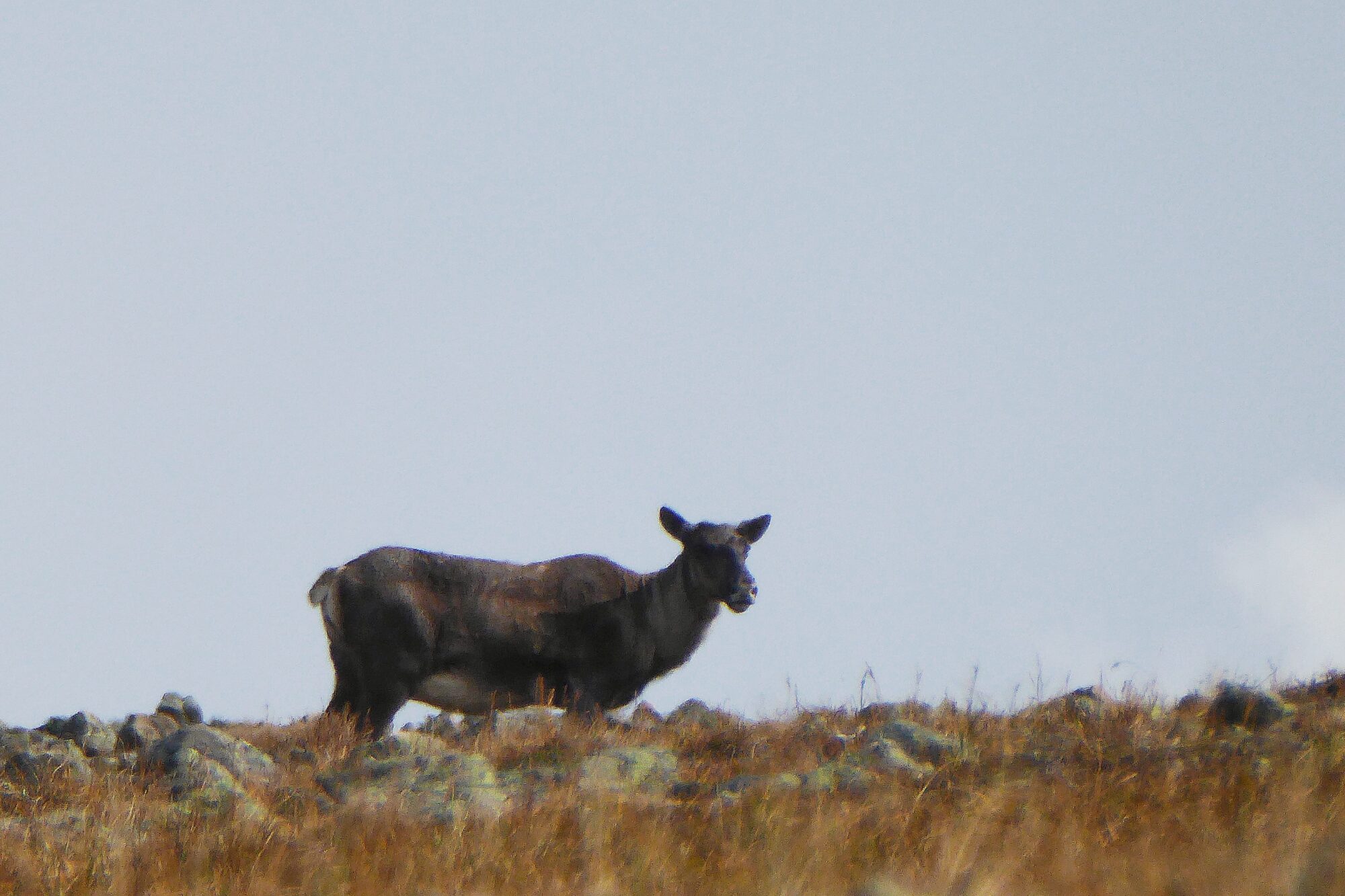 Caribou dans le parc national de la Gaspésie