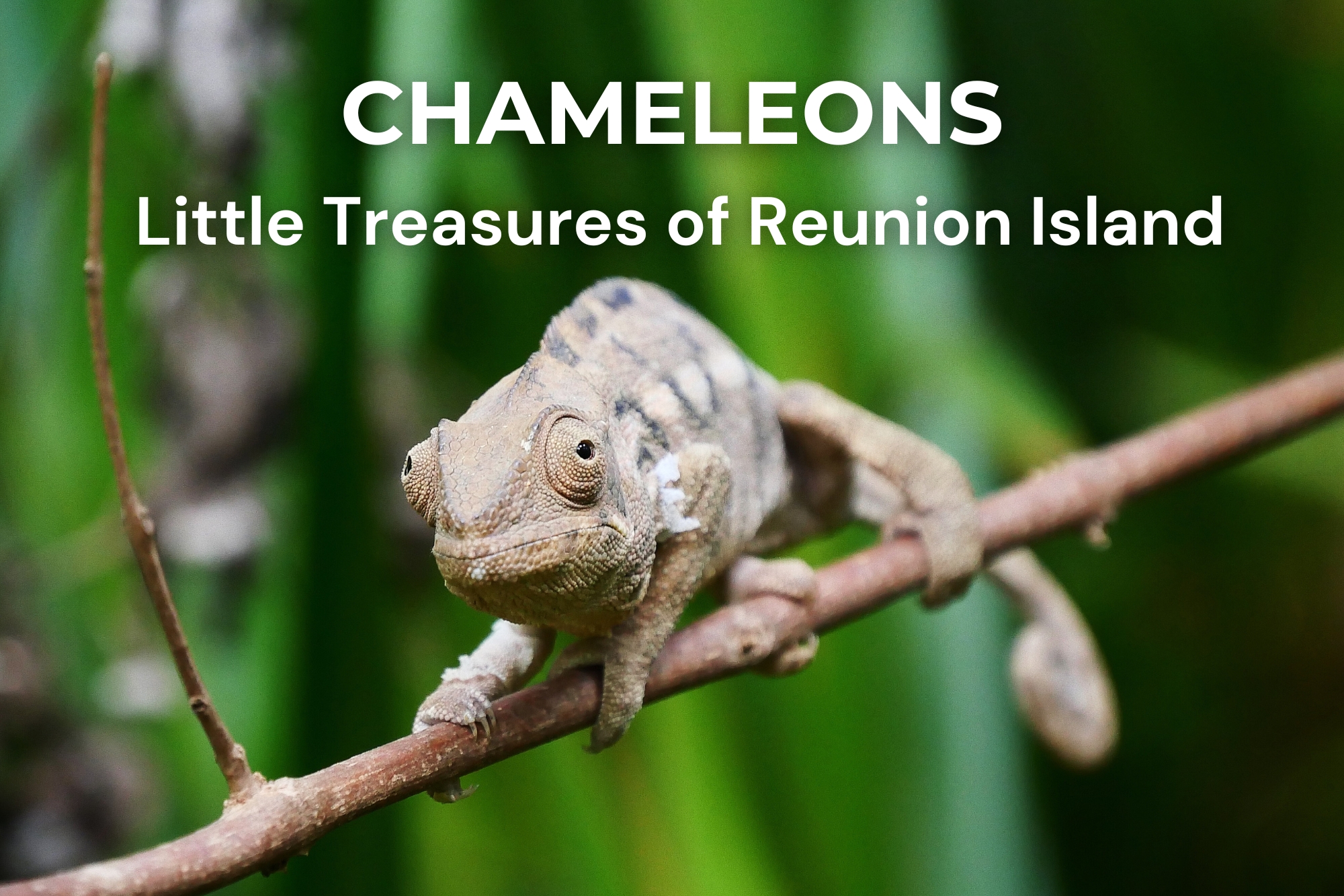Photo of a chameleon with the text "Chameleons, Little Treasures of Réunion"