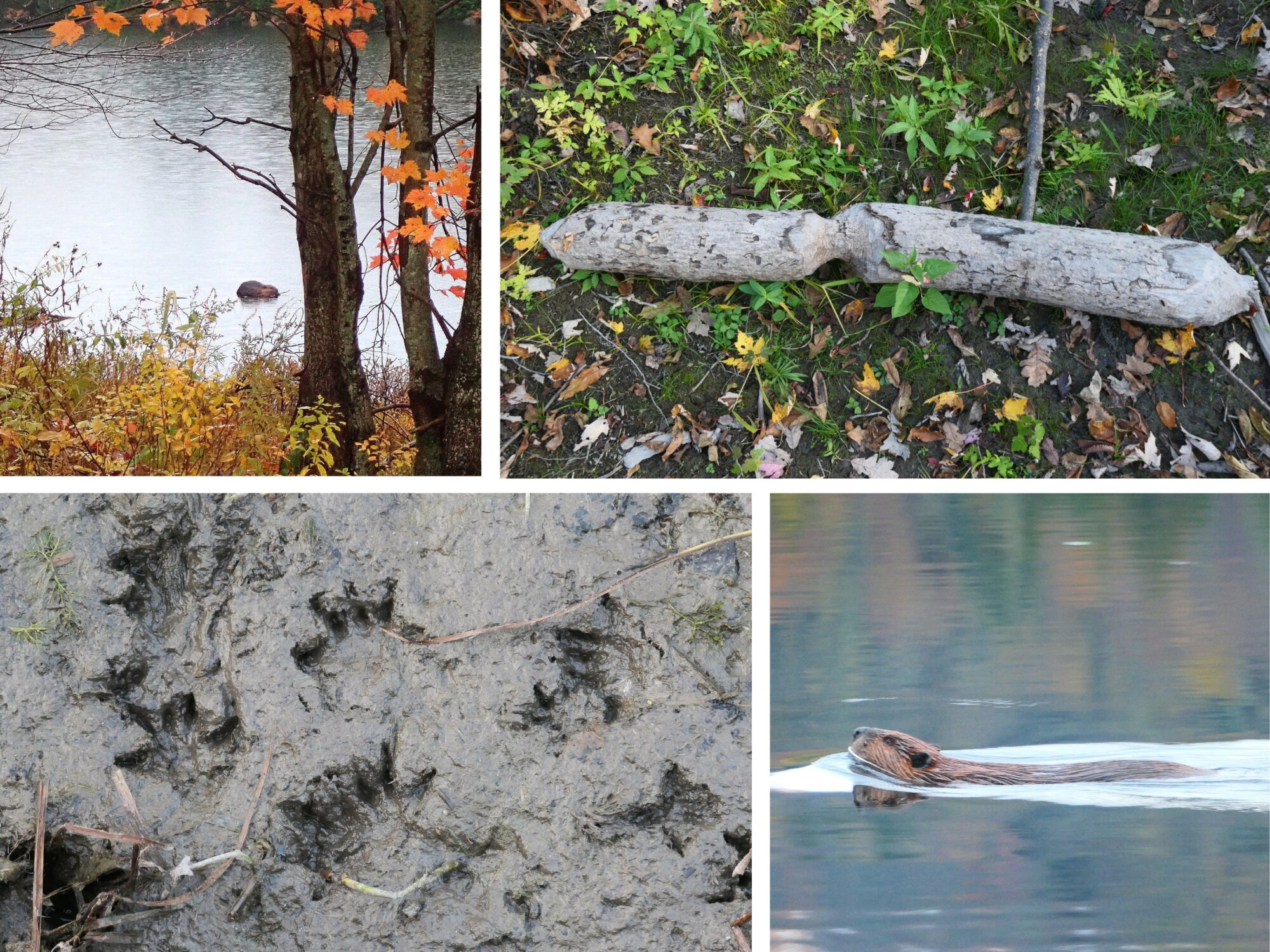 collage-photos-castor-quebec-canada